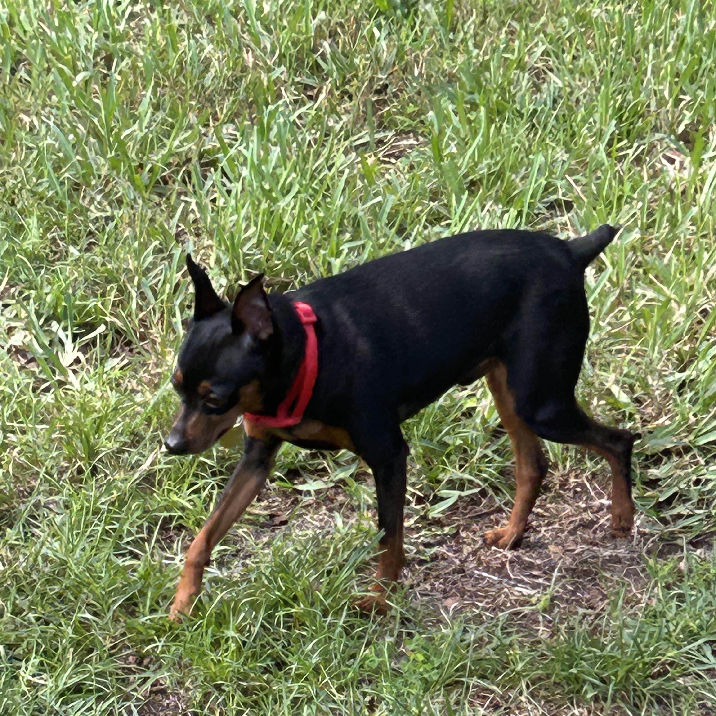 Vinnie, a Adoptable Miniature Pinscher image 2/6