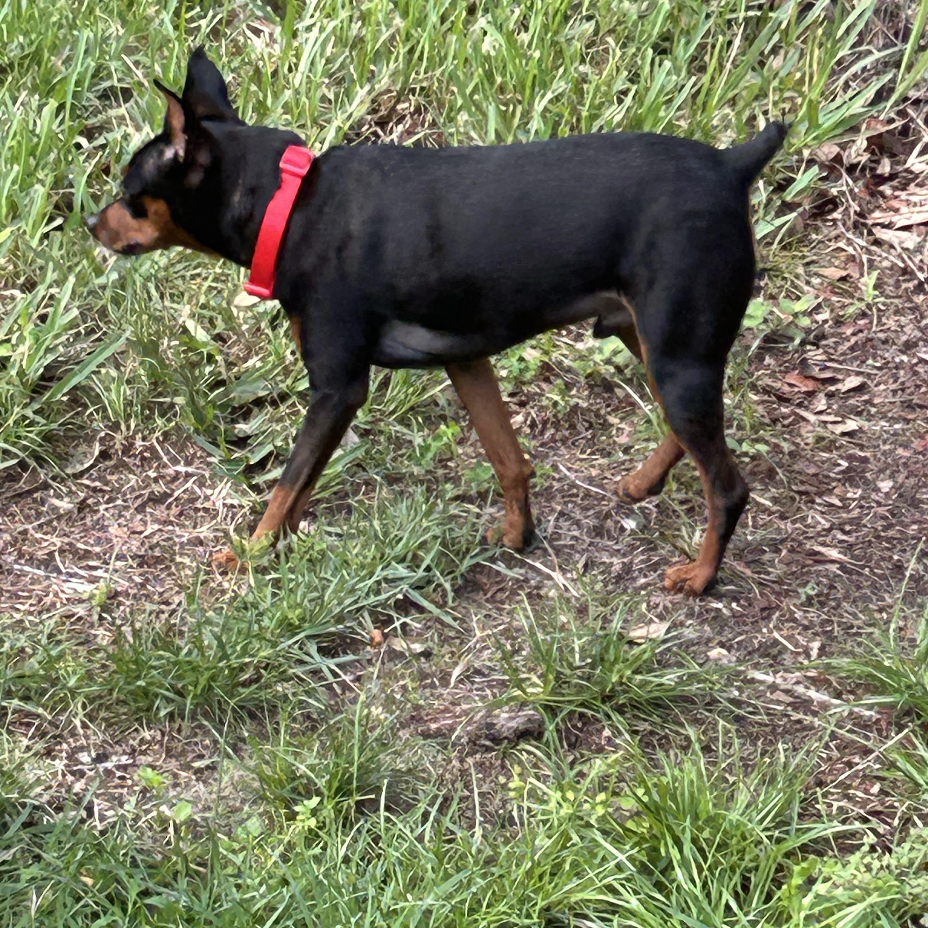 Vinnie, a Adoptable Miniature Pinscher image 3/6