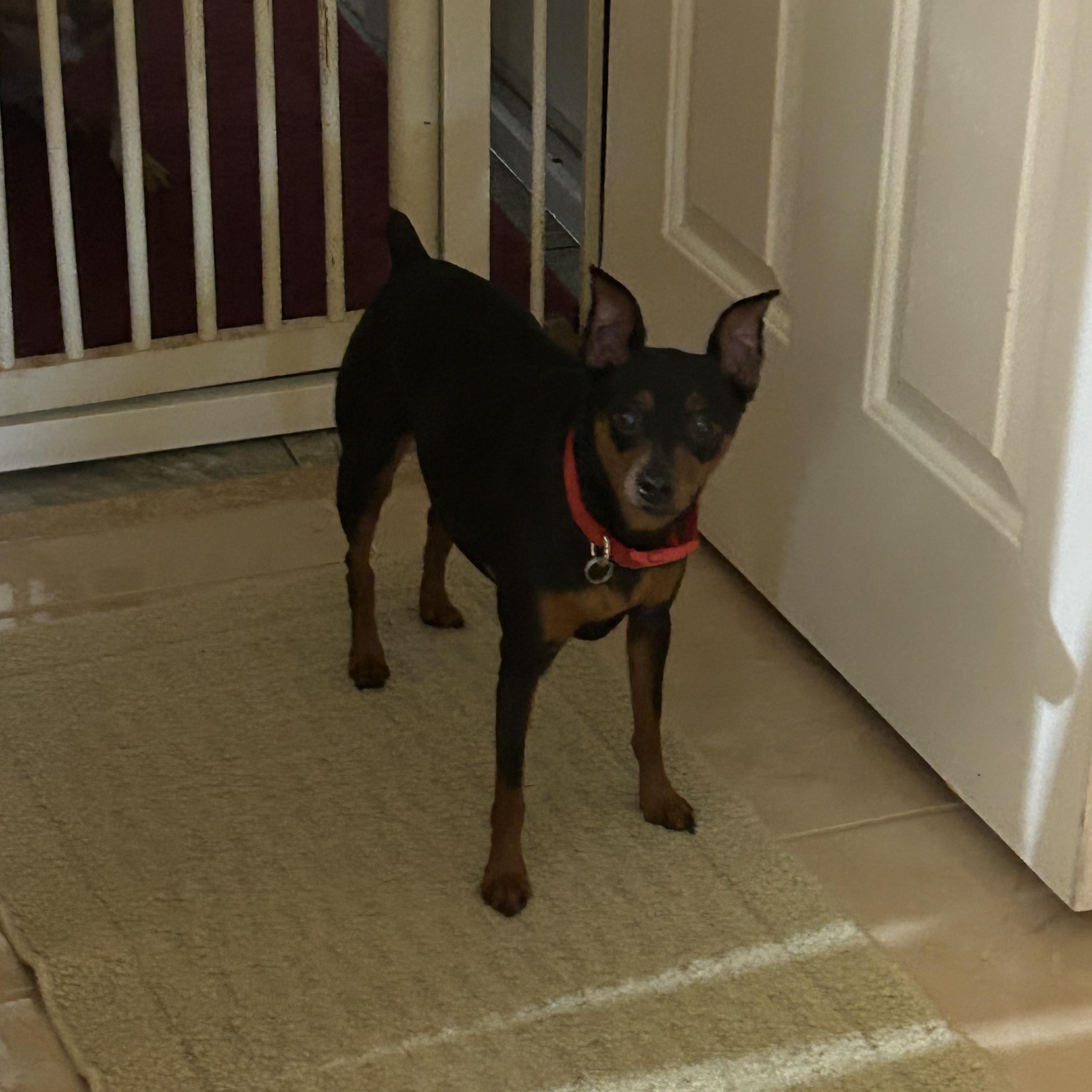 Vinnie, a Adoptable Miniature Pinscher image 4/6