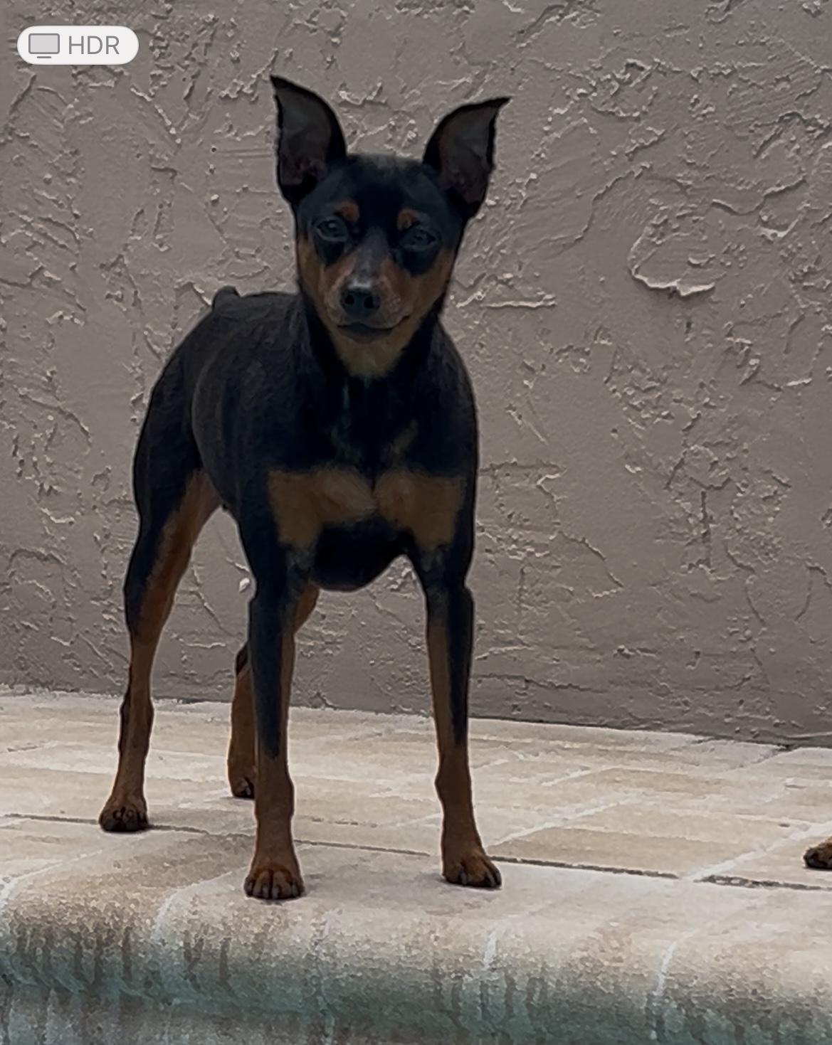 Vinnie, a Adoptable Miniature Pinscher image 5/6