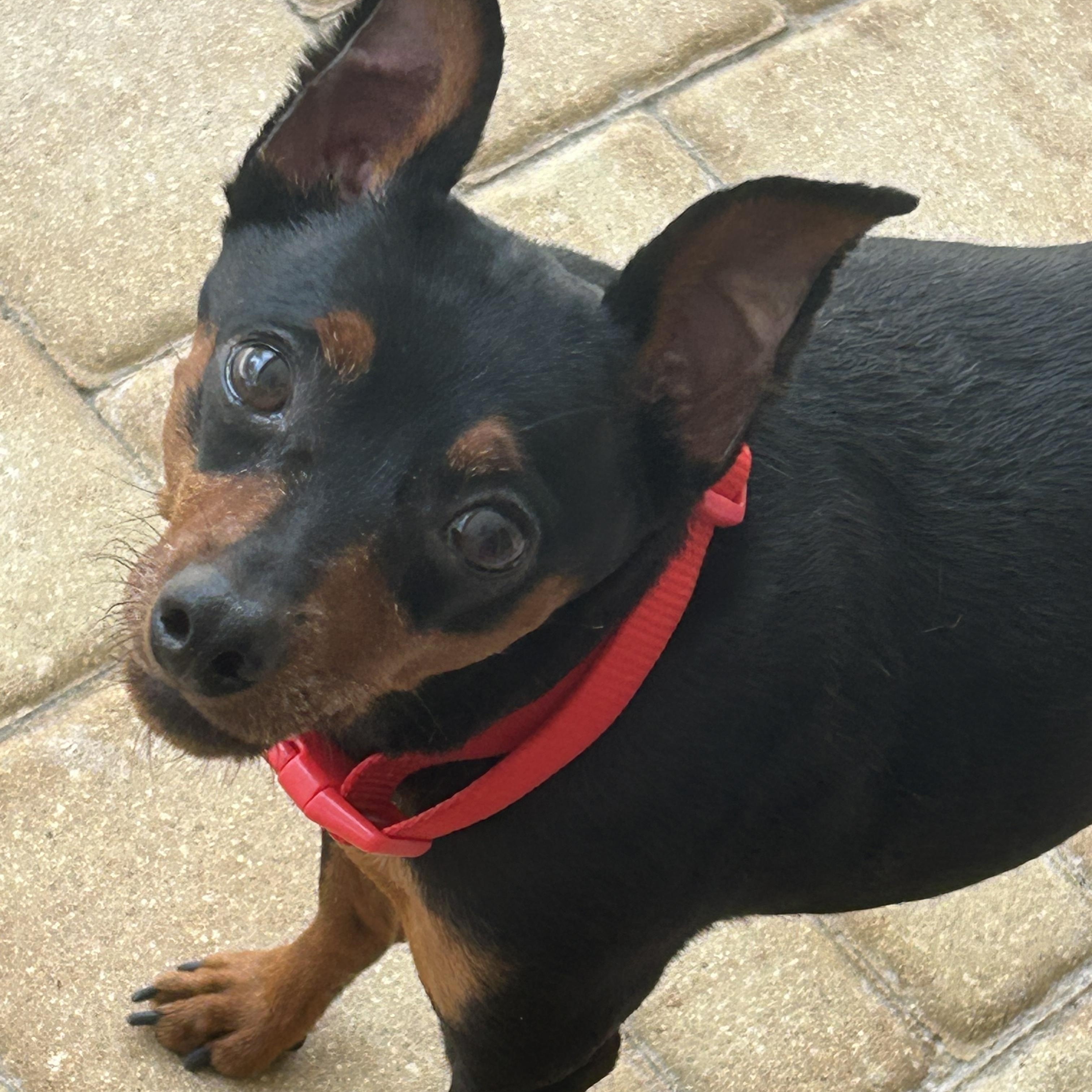 Vinnie, a Adoptable Miniature Pinscher image 1/6