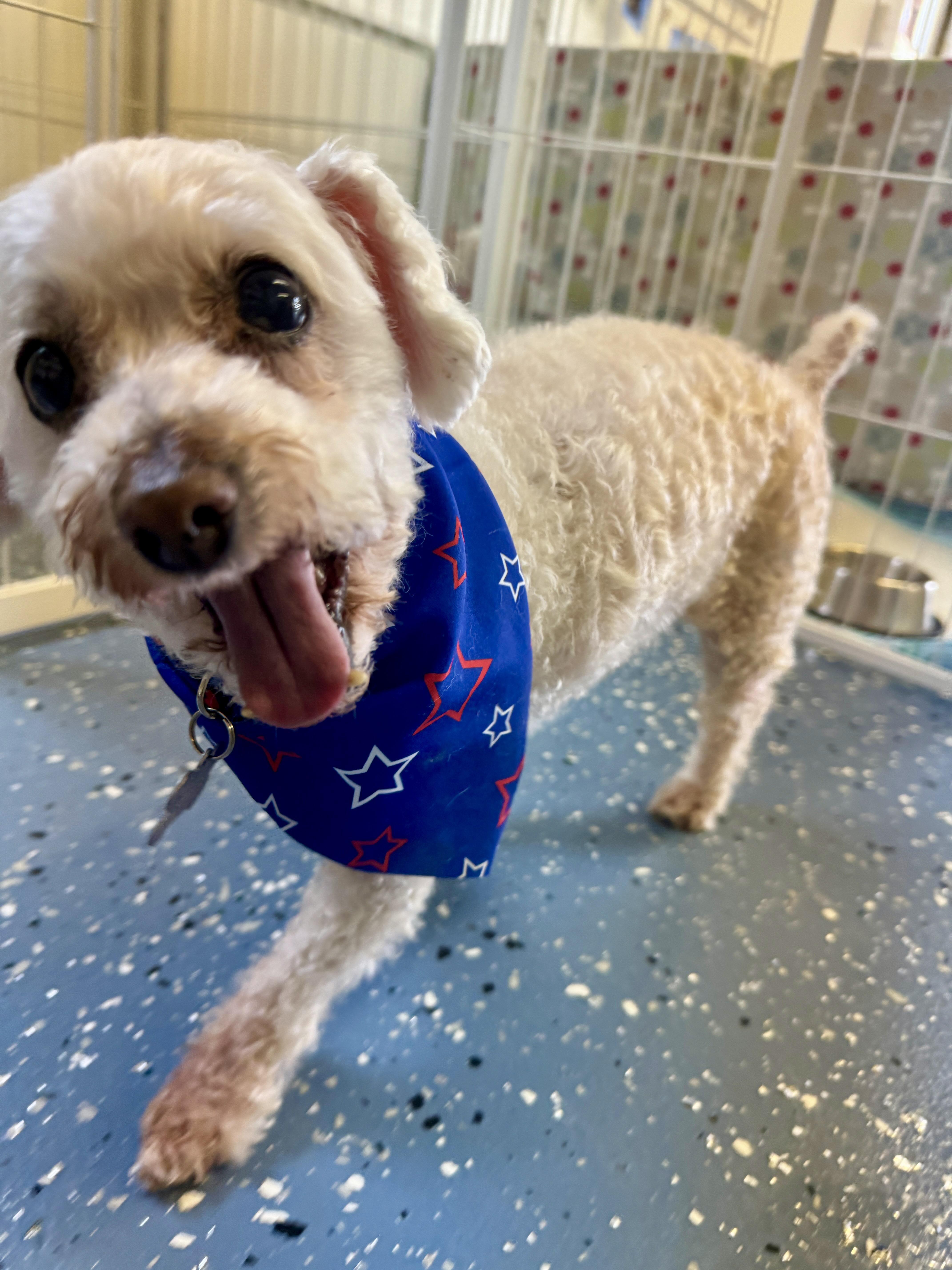 Billy, an adopted Poodle (Toy) in Venice, FL image 3/5