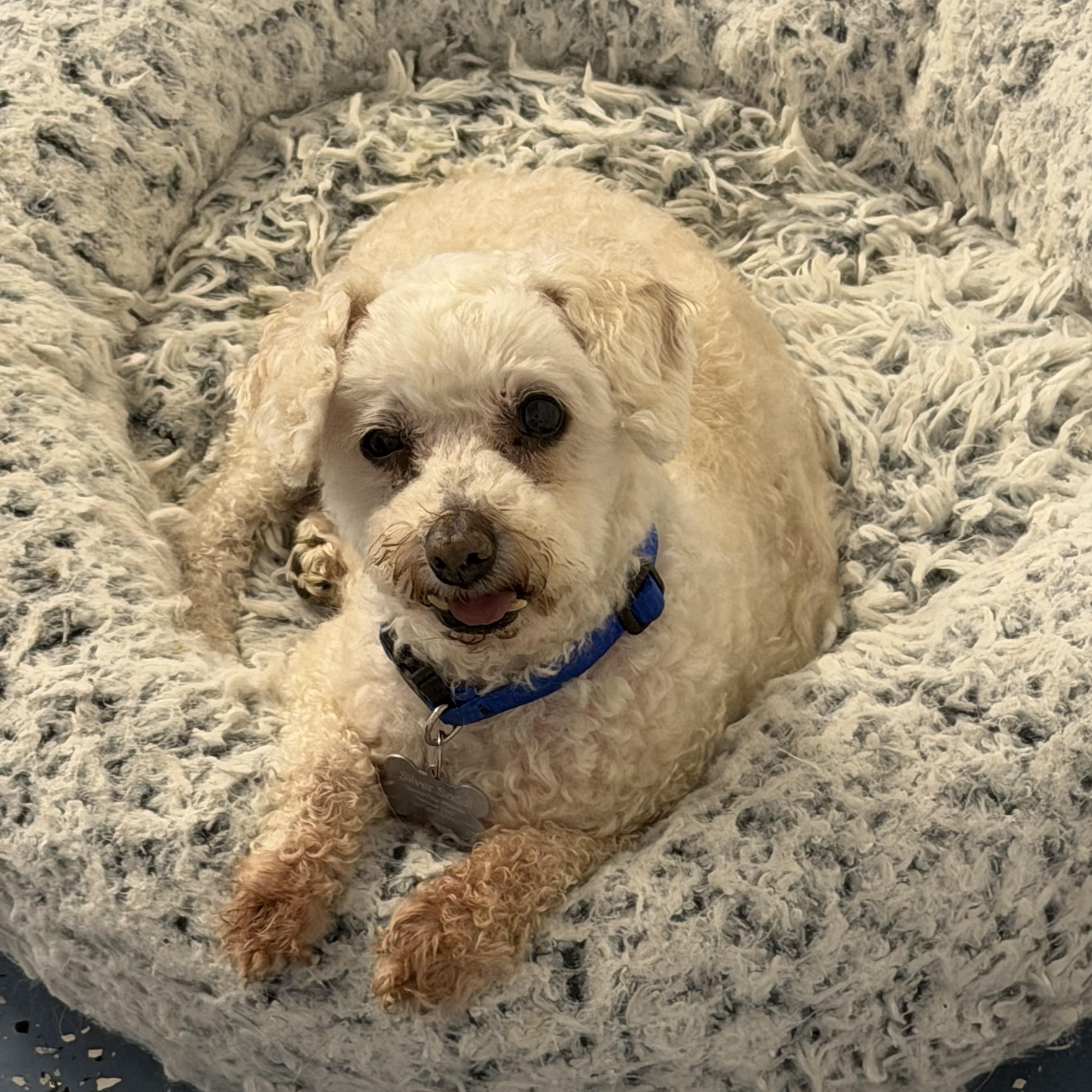 Billy, an adopted Poodle (Toy) in Venice, FL image 4/5