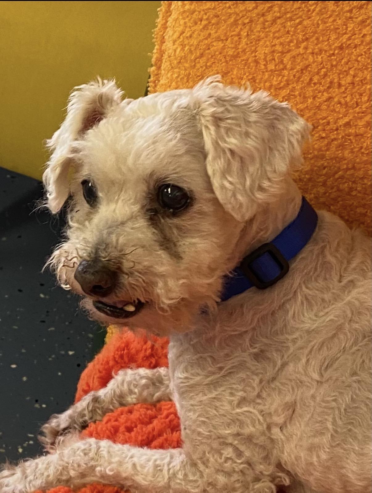 Billy, an adopted Poodle (Toy) in Venice, FL image 2/5