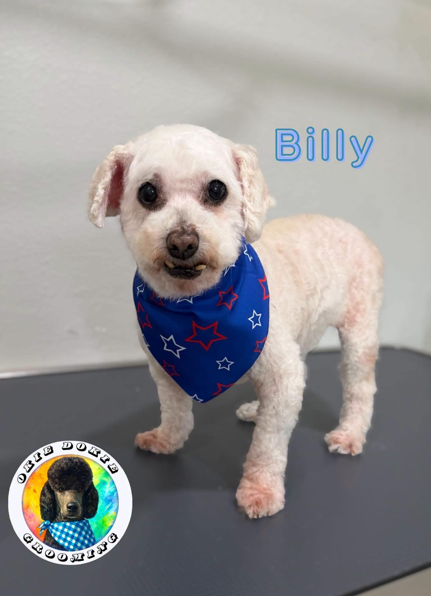 Billy, adopted, Senior Male Poodle (Toy).