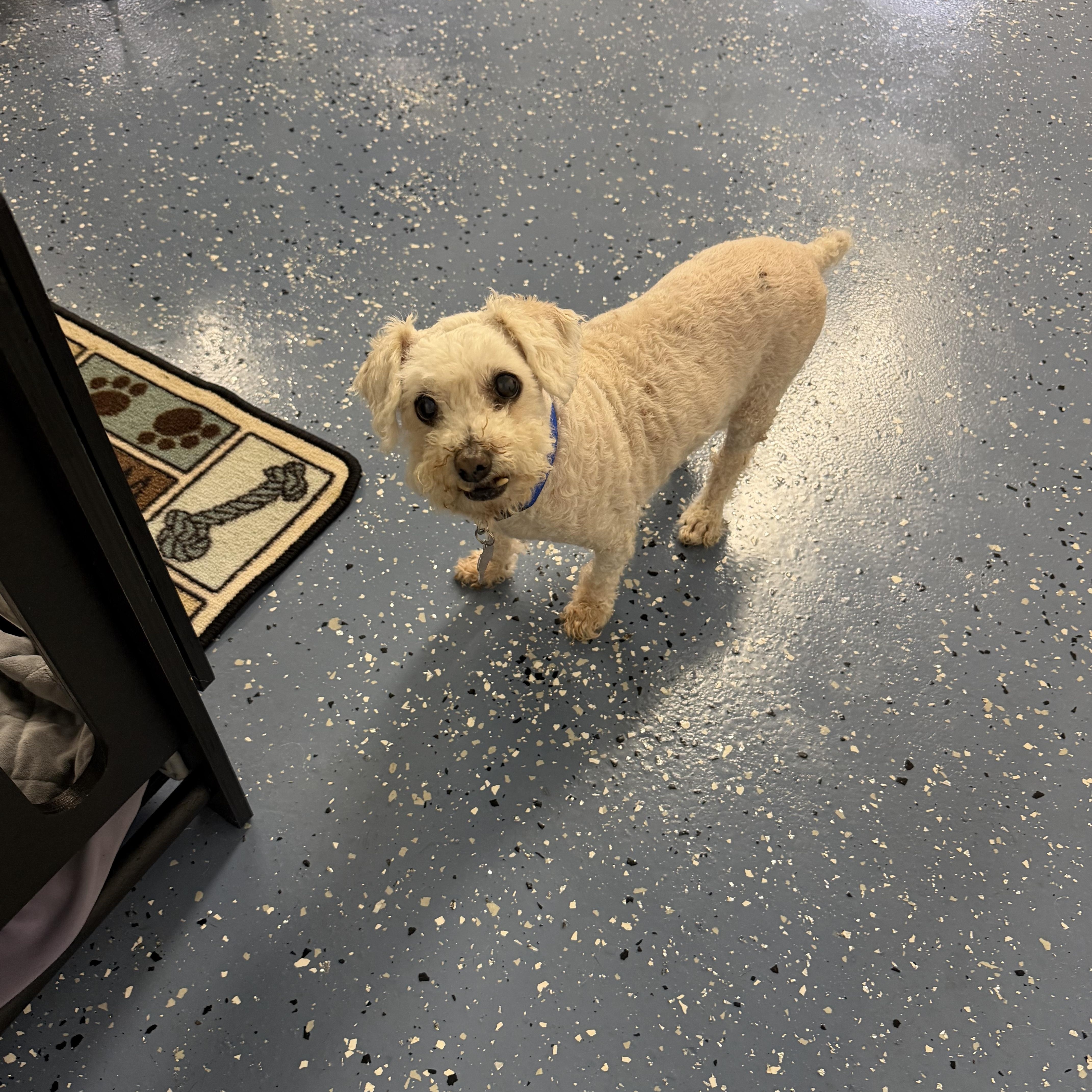Billy, an adopted Poodle (Toy) in Venice, FL image 5/5