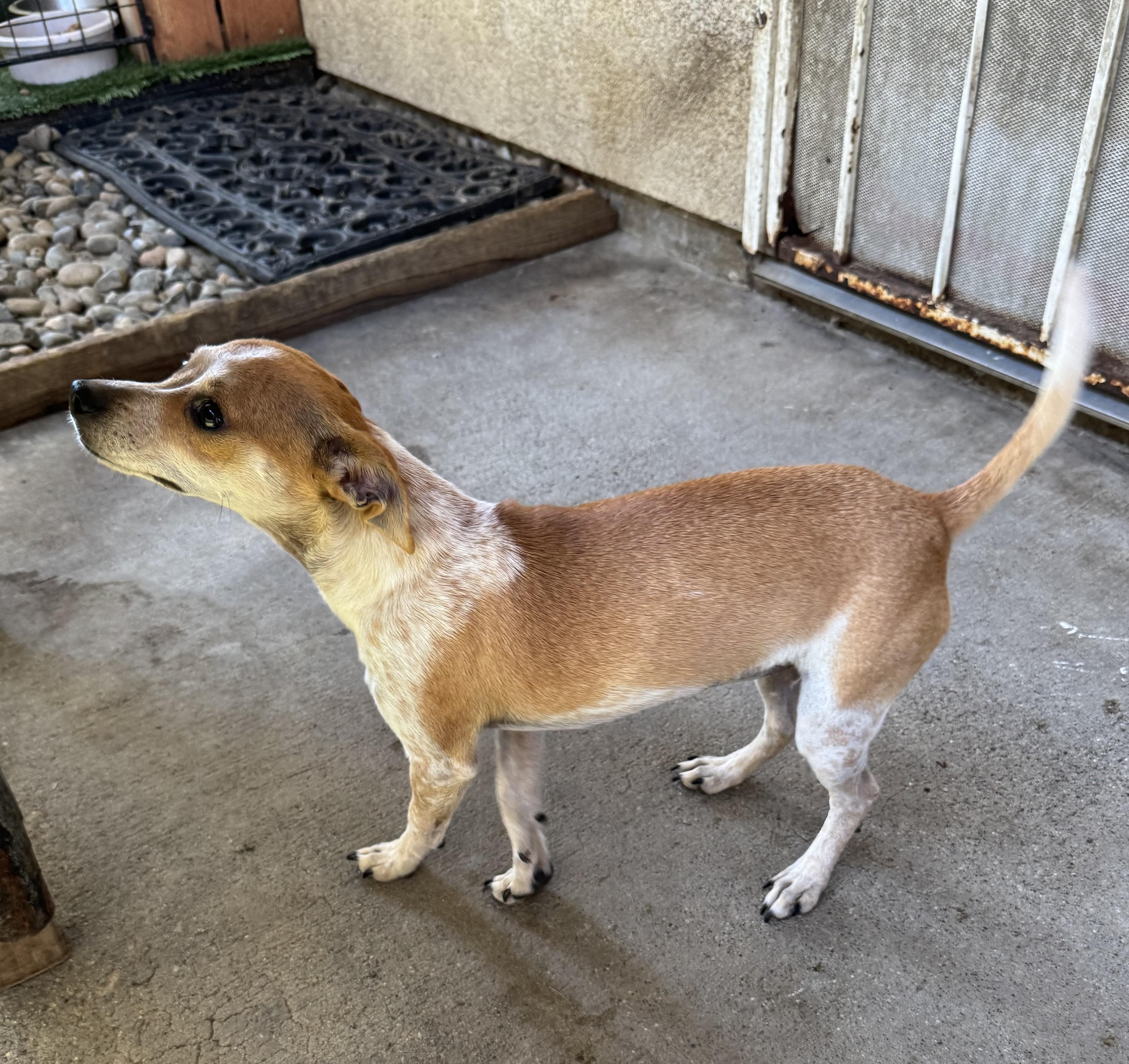 Sassy, Adoptable, Young Female Terrier.