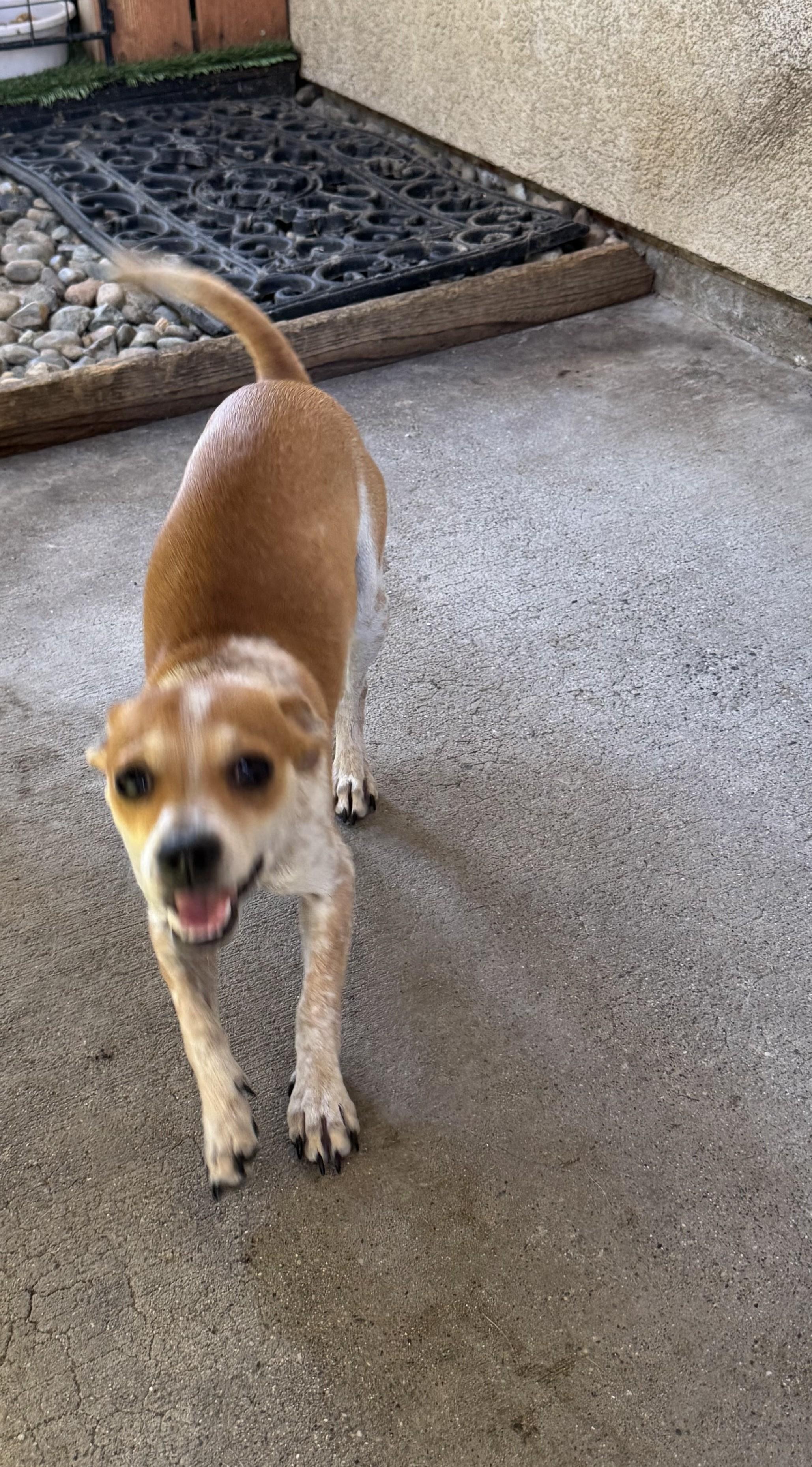 Enlarge Sassy, a Adoptable mixed breed in Oakdale, CA image 2/2