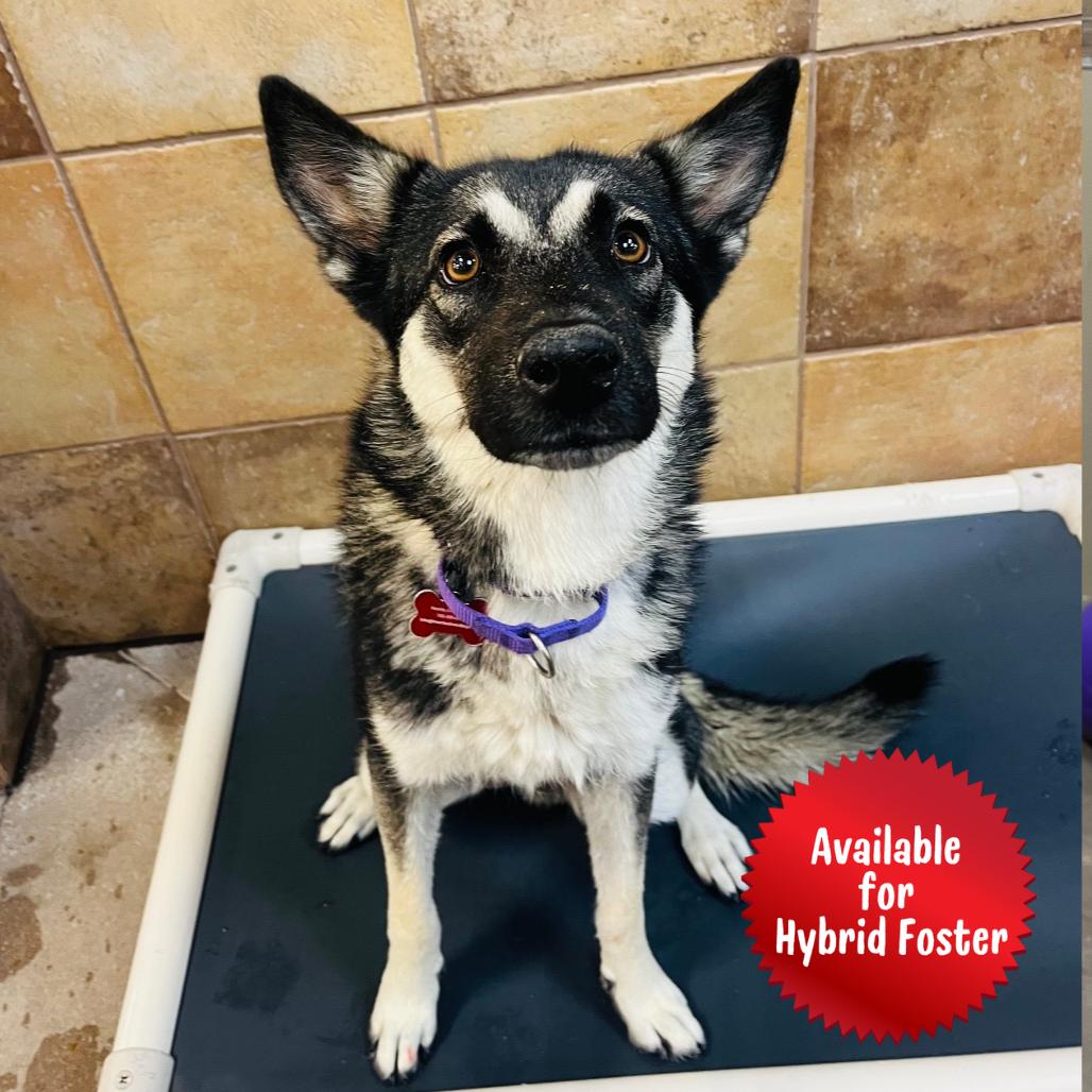 Enlarge Rosemary, a Adoptable mixed breed in Las Vegas, NV image 1/6