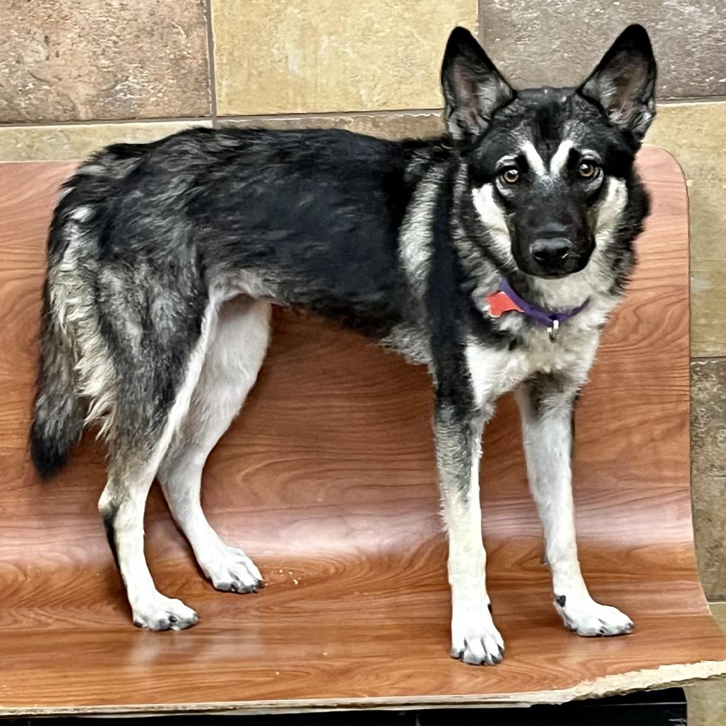 Enlarge Rosemary, a Adoptable mixed breed in Las Vegas, NV image 2/6