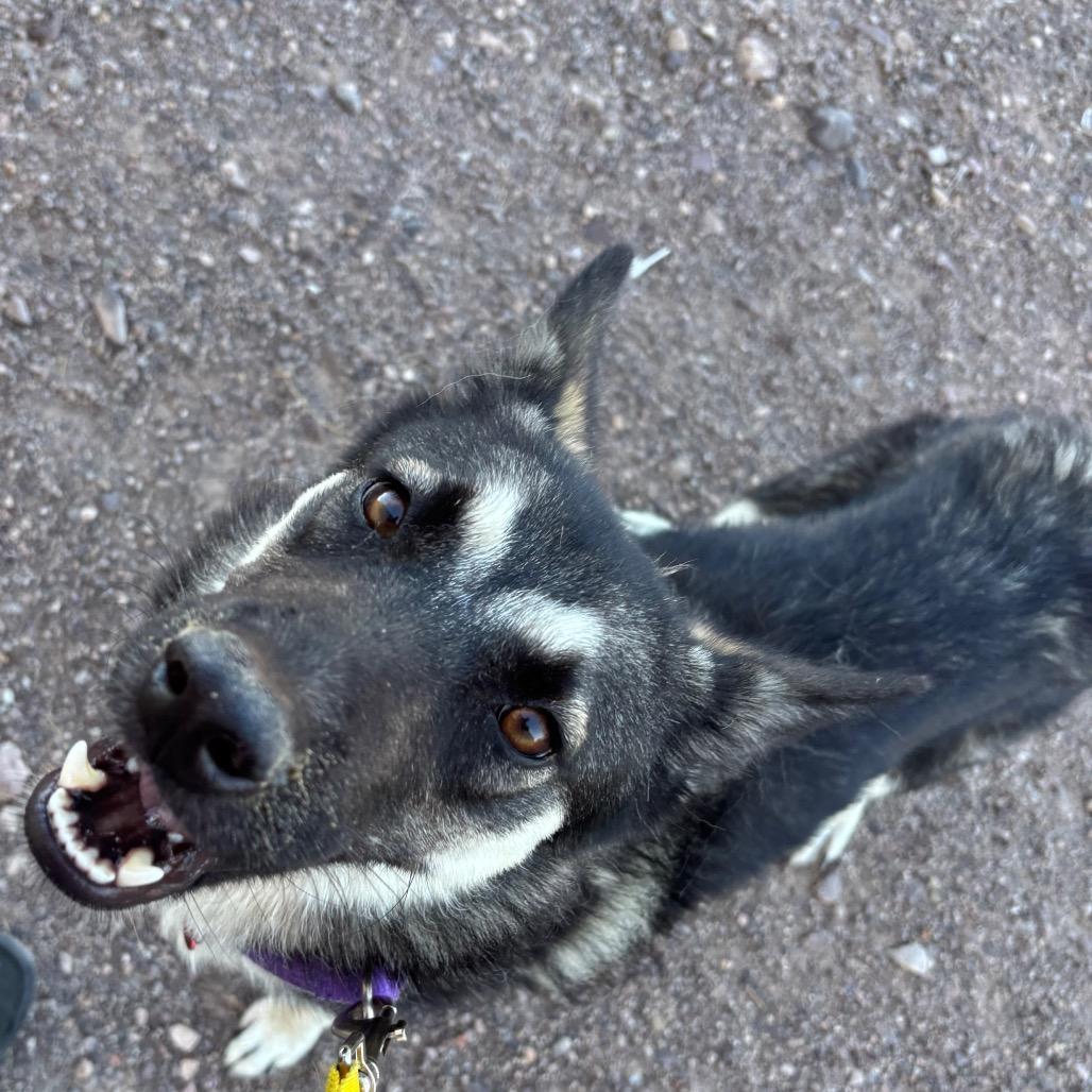 Enlarge Rosemary, a Adoptable mixed breed in Las Vegas, NV image 6/6
