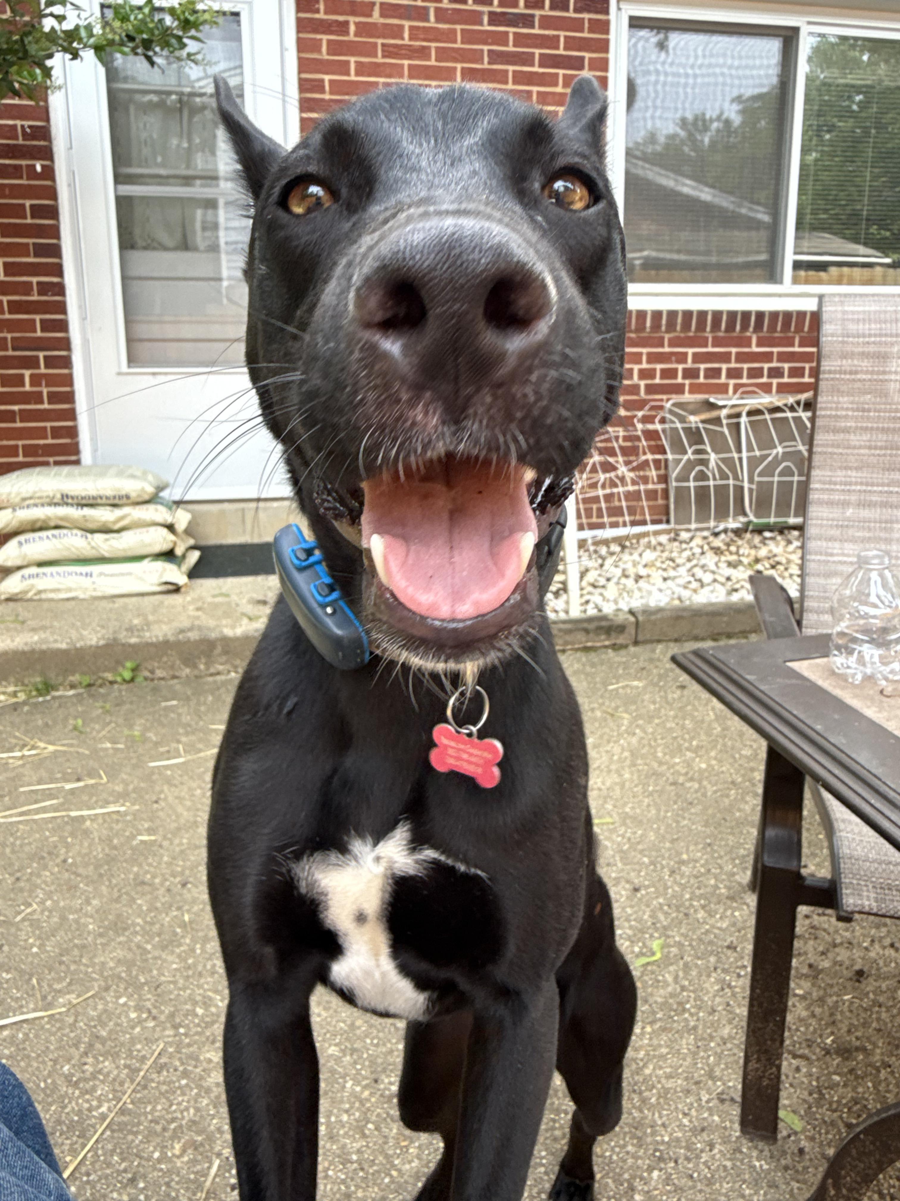 Fraser, an adoptable Labrador Retriever, Basenji in Silver Spring, MD, 20906 | Photo Image 6