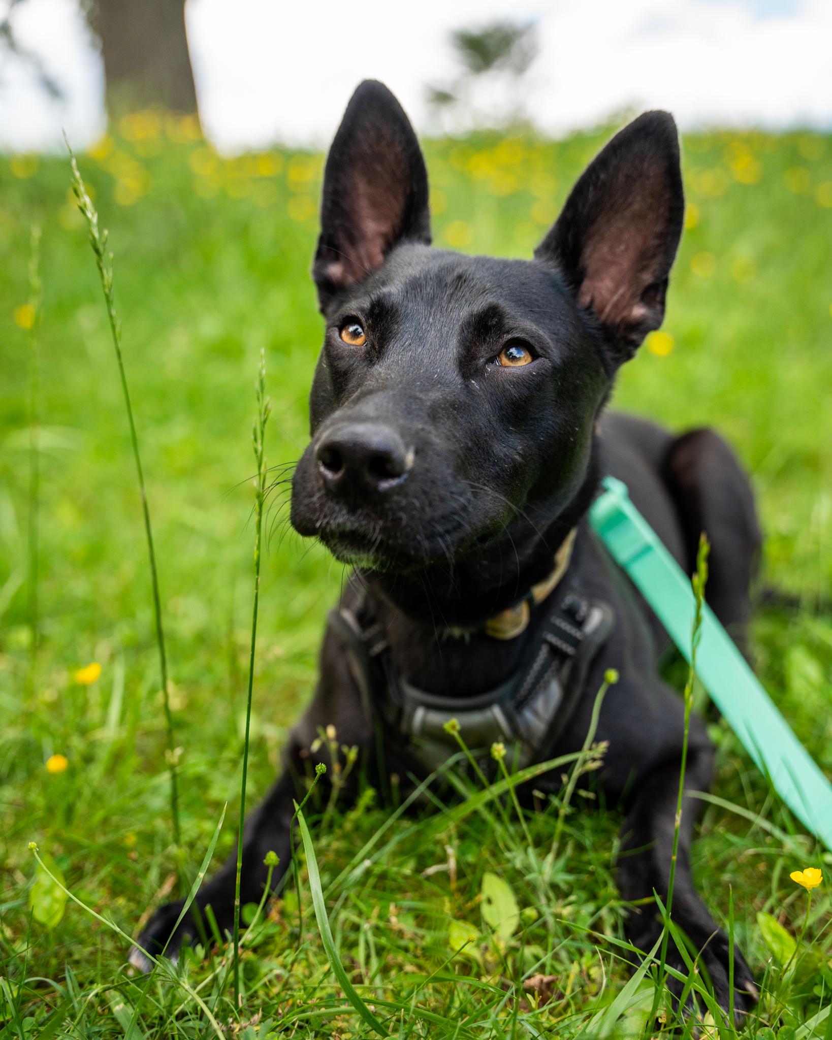 Fraser, an adoptable Labrador Retriever, Basenji in Silver Spring, MD, 20906 | Photo Image 5