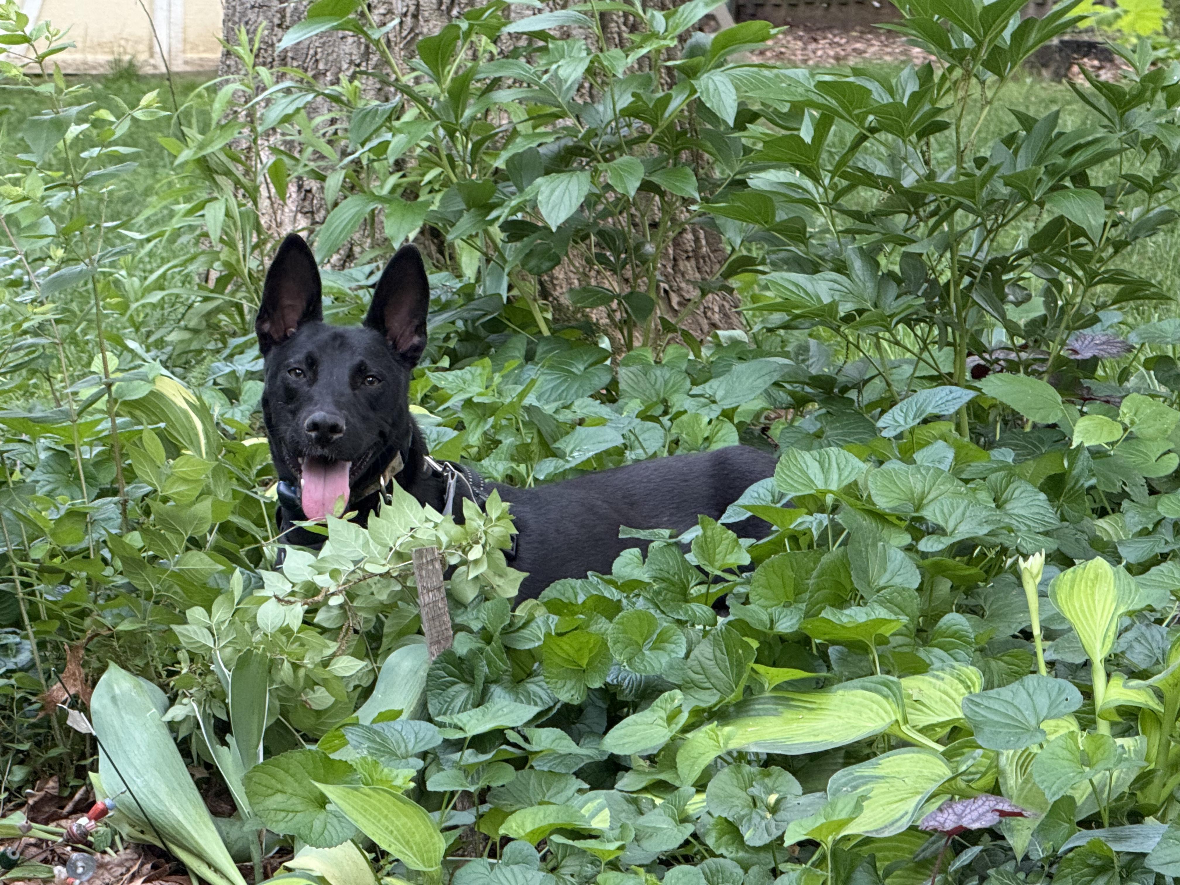 Fraser, an adoptable Labrador Retriever, Basenji in Silver Spring, MD, 20906 | Photo Image 3