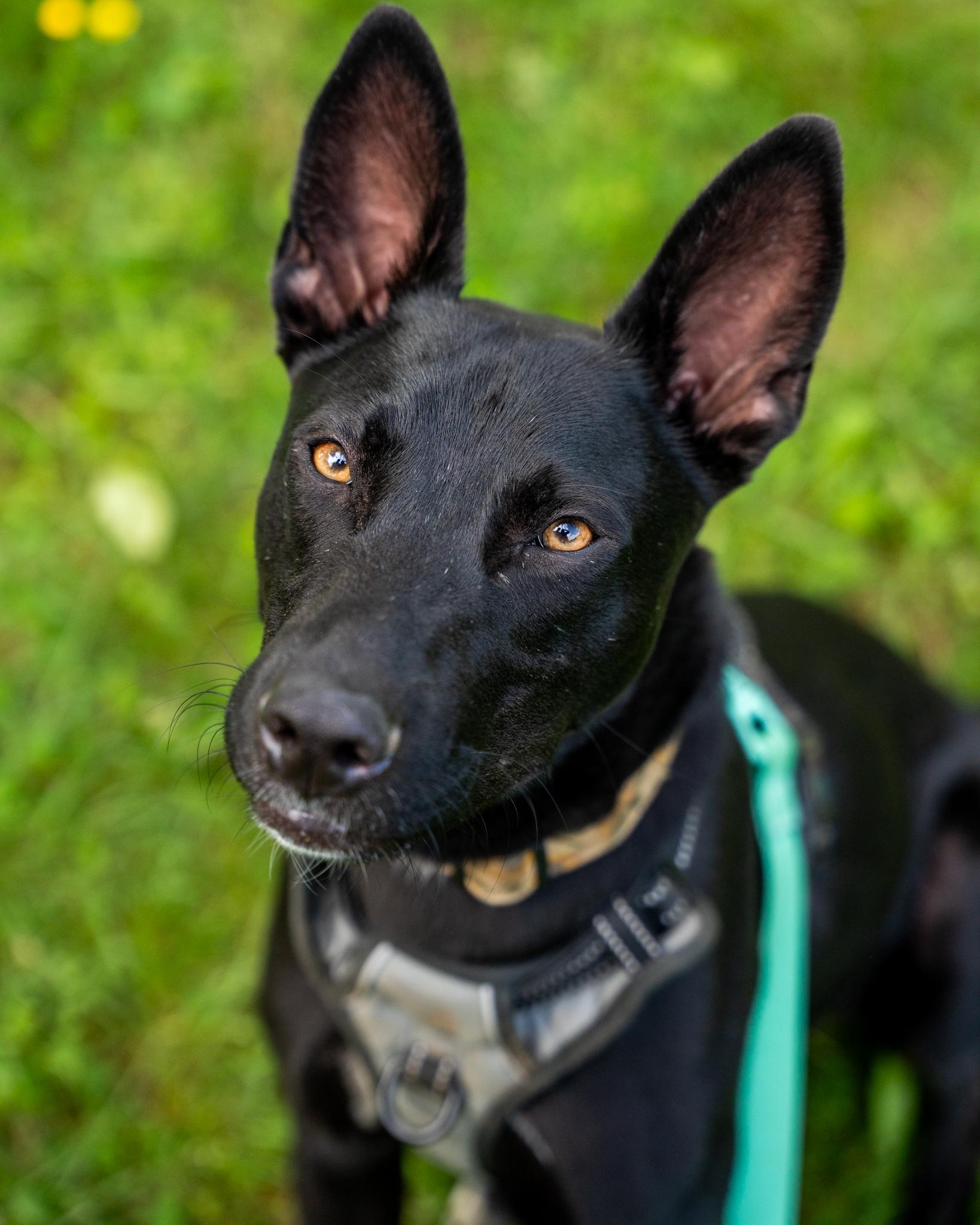 Fraser, an adoptable Labrador Retriever, Basenji in Silver Spring, MD, 20906 | Photo Image 1