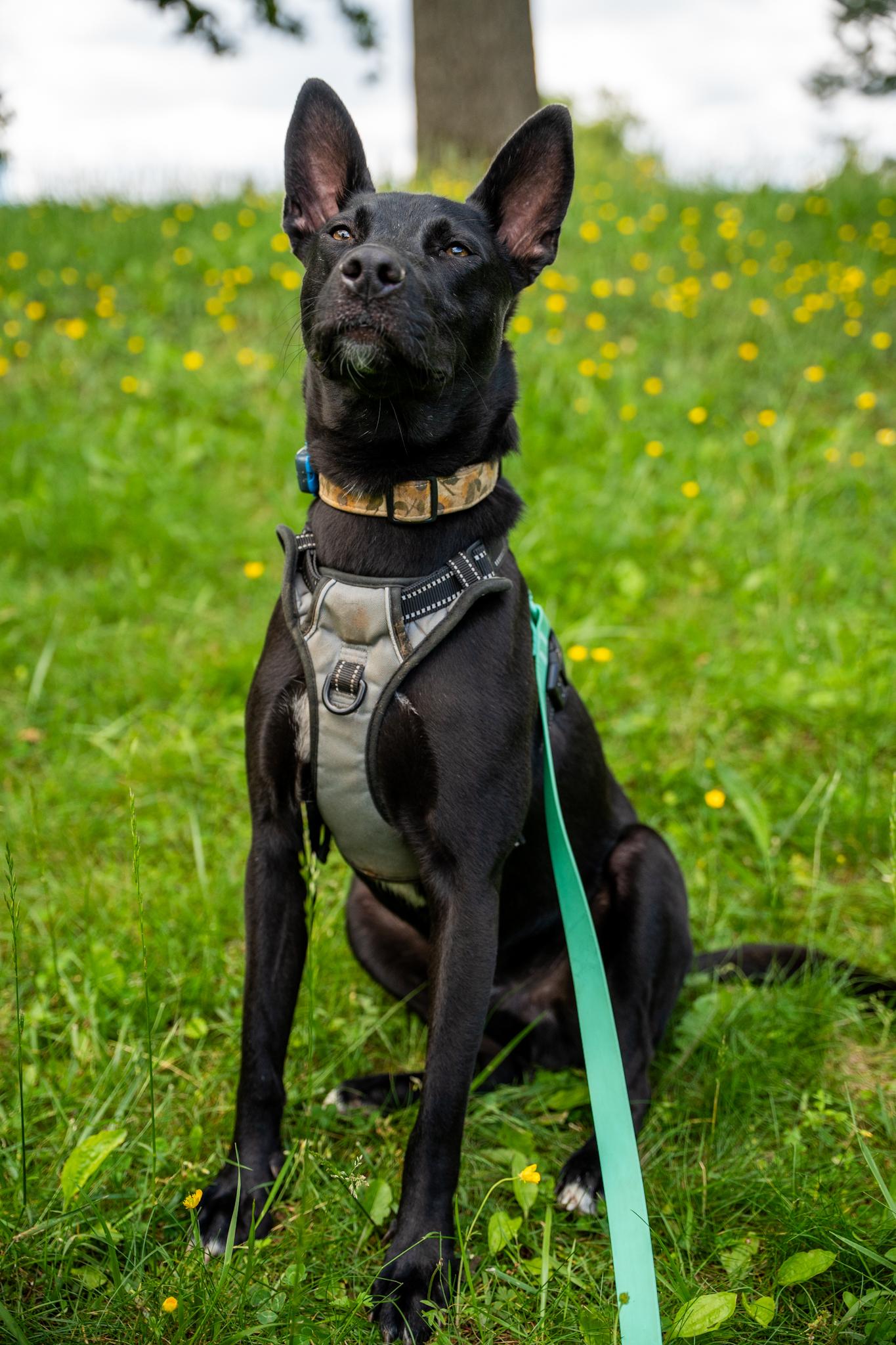 Fraser, an adoptable Labrador Retriever, Basenji in Silver Spring, MD, 20906 | Photo Image 2