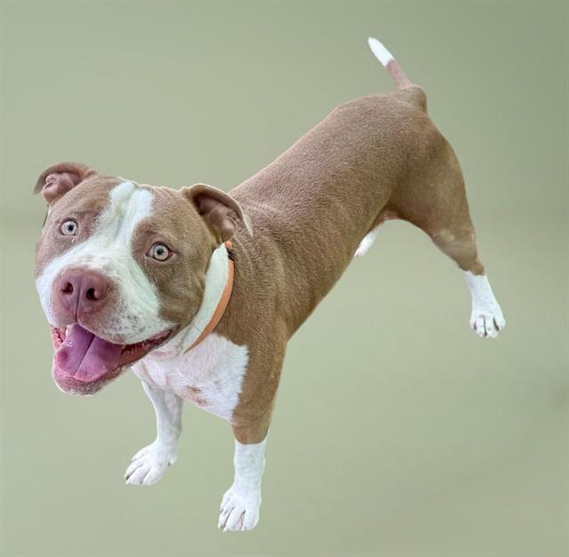 WALRUS, Adoptable, Young Male Pit Bull Terrier.