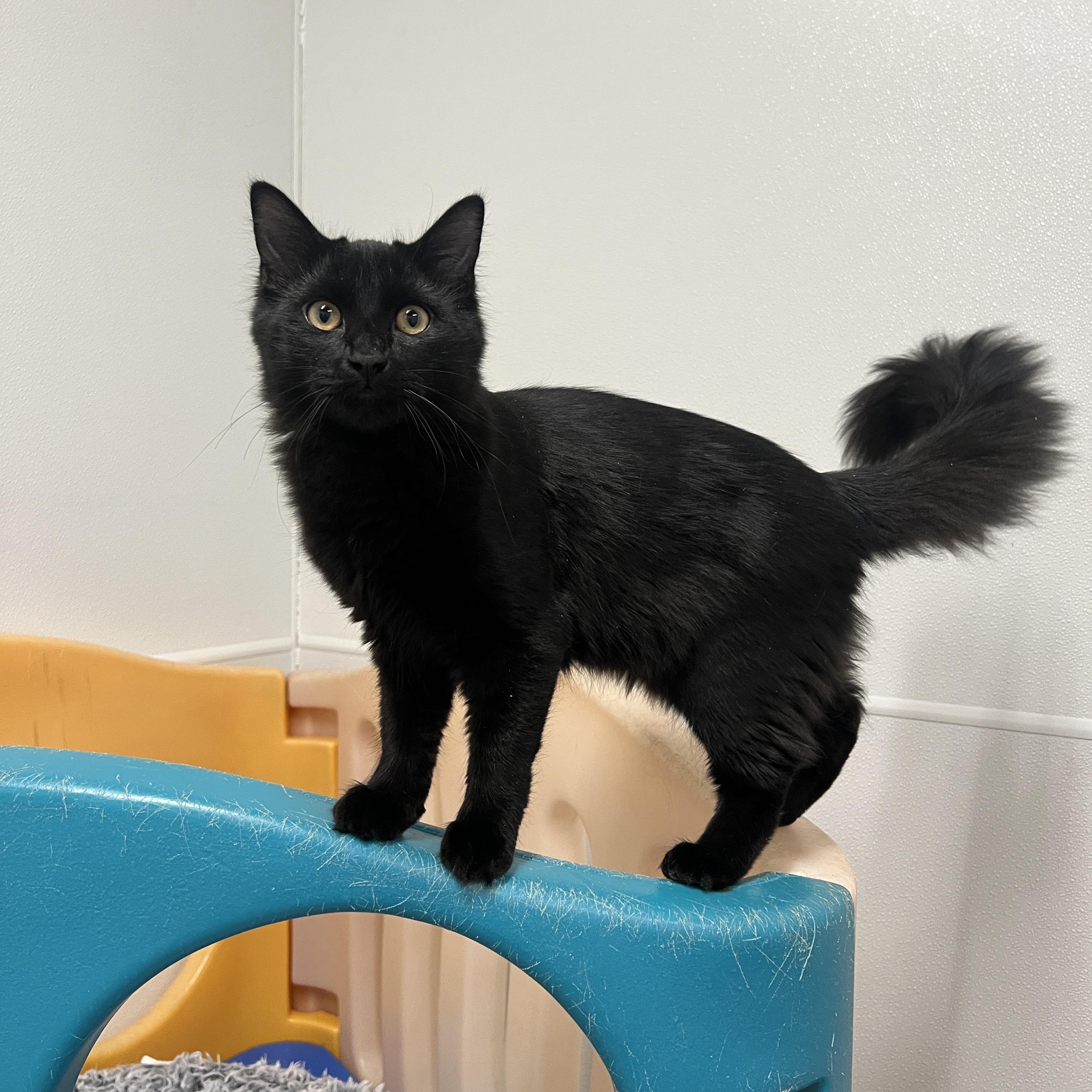 Enlarge Elmo, a Adoptable Domestic Medium Hair in Frankenmuth, MI image 3/5
