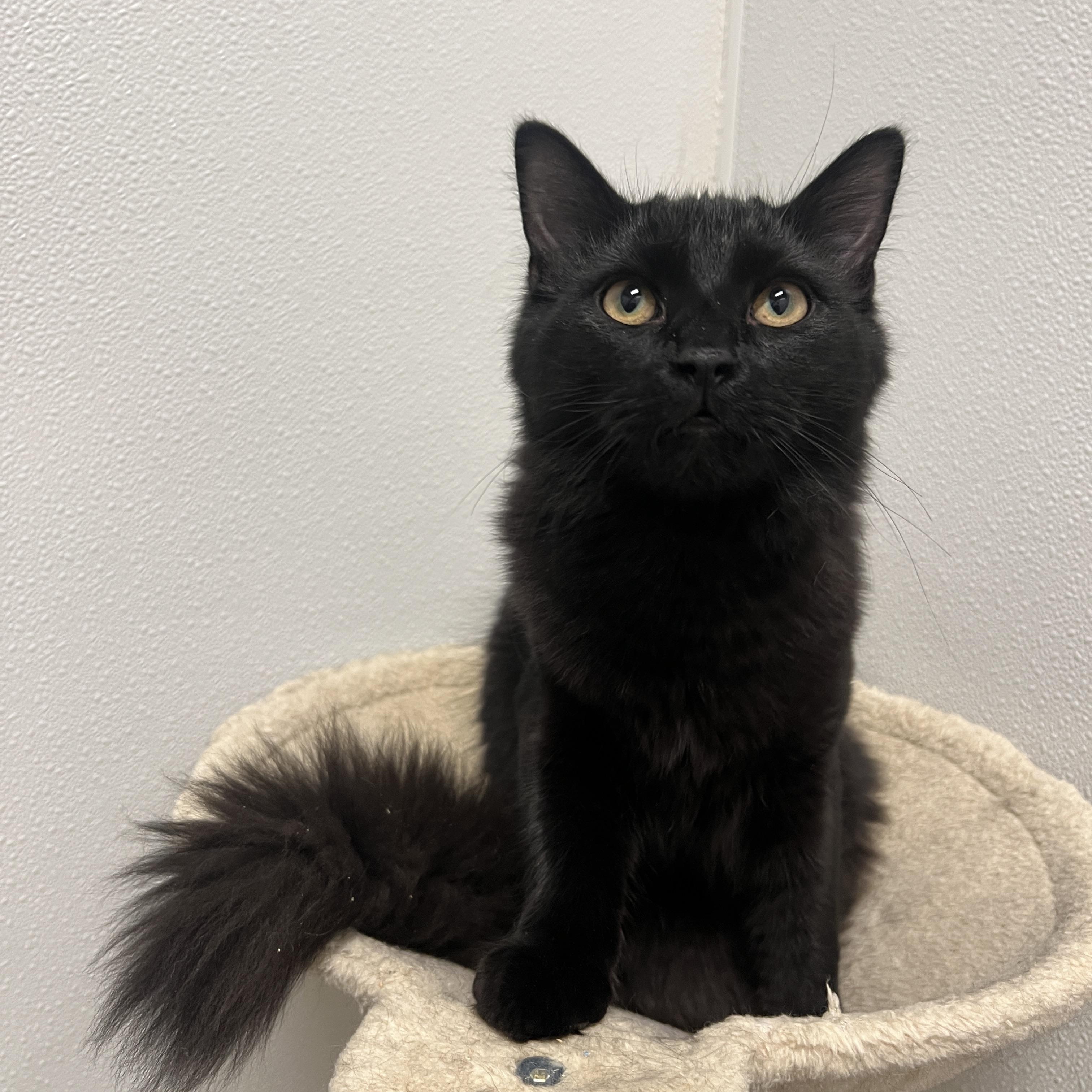 Enlarge Elmo, a Adoptable Domestic Medium Hair in Frankenmuth, MI image 1/5