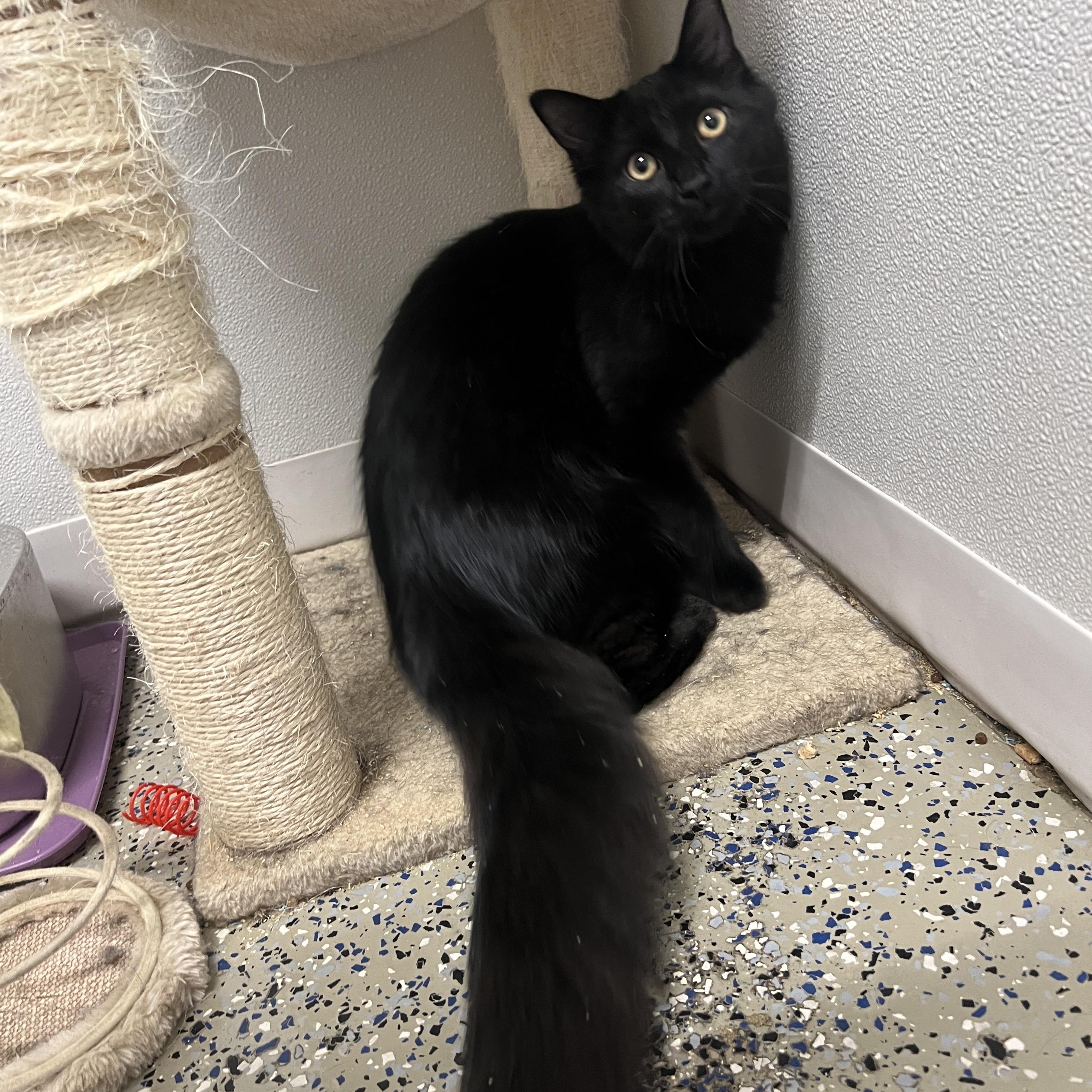 Enlarge Elmo, a Adoptable Domestic Medium Hair in Frankenmuth, MI image 5/5