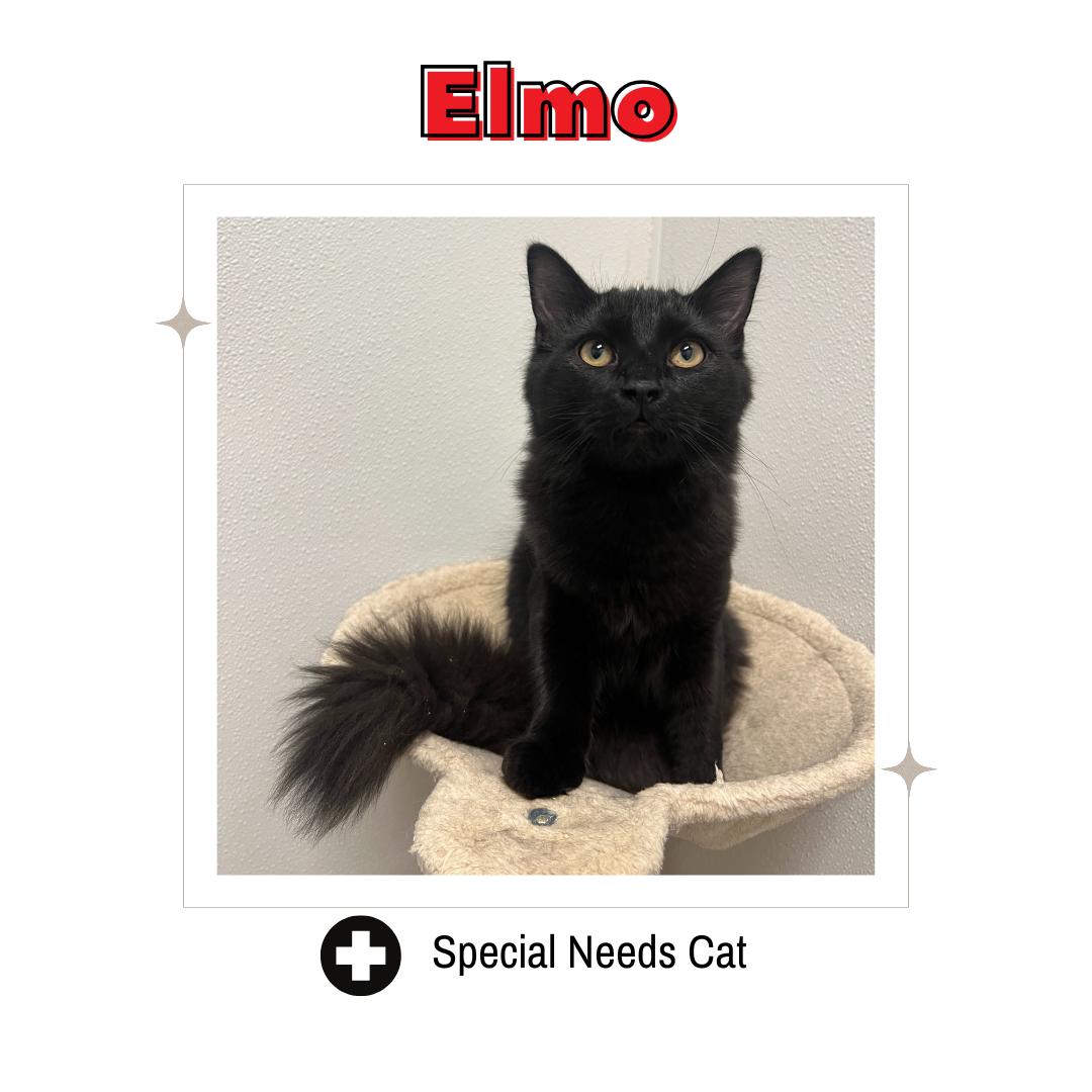 Elmo, adopted, Young Male Domestic Medium Hair.