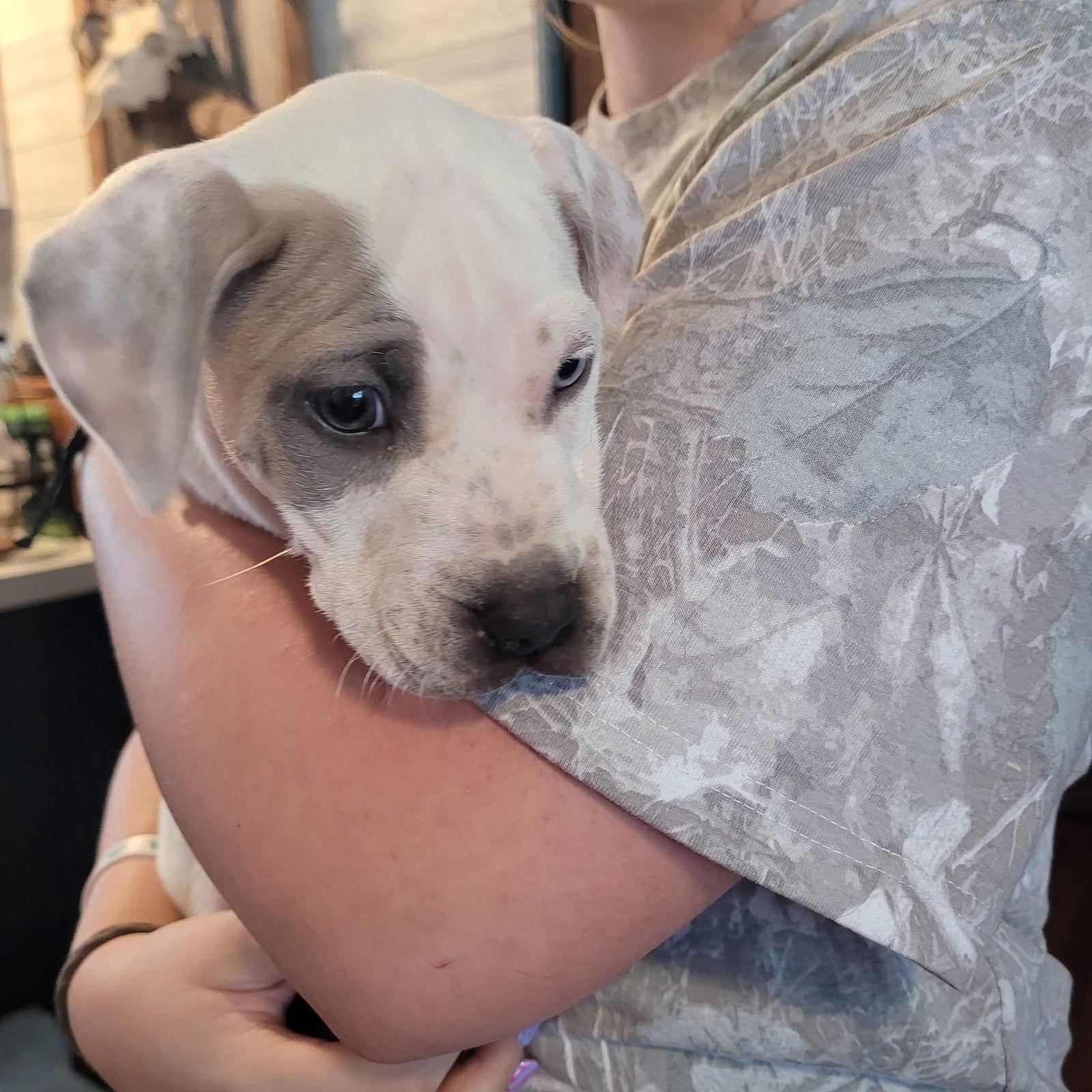 Toots, Adoptable, Puppy Female Pit Bull Terrier.