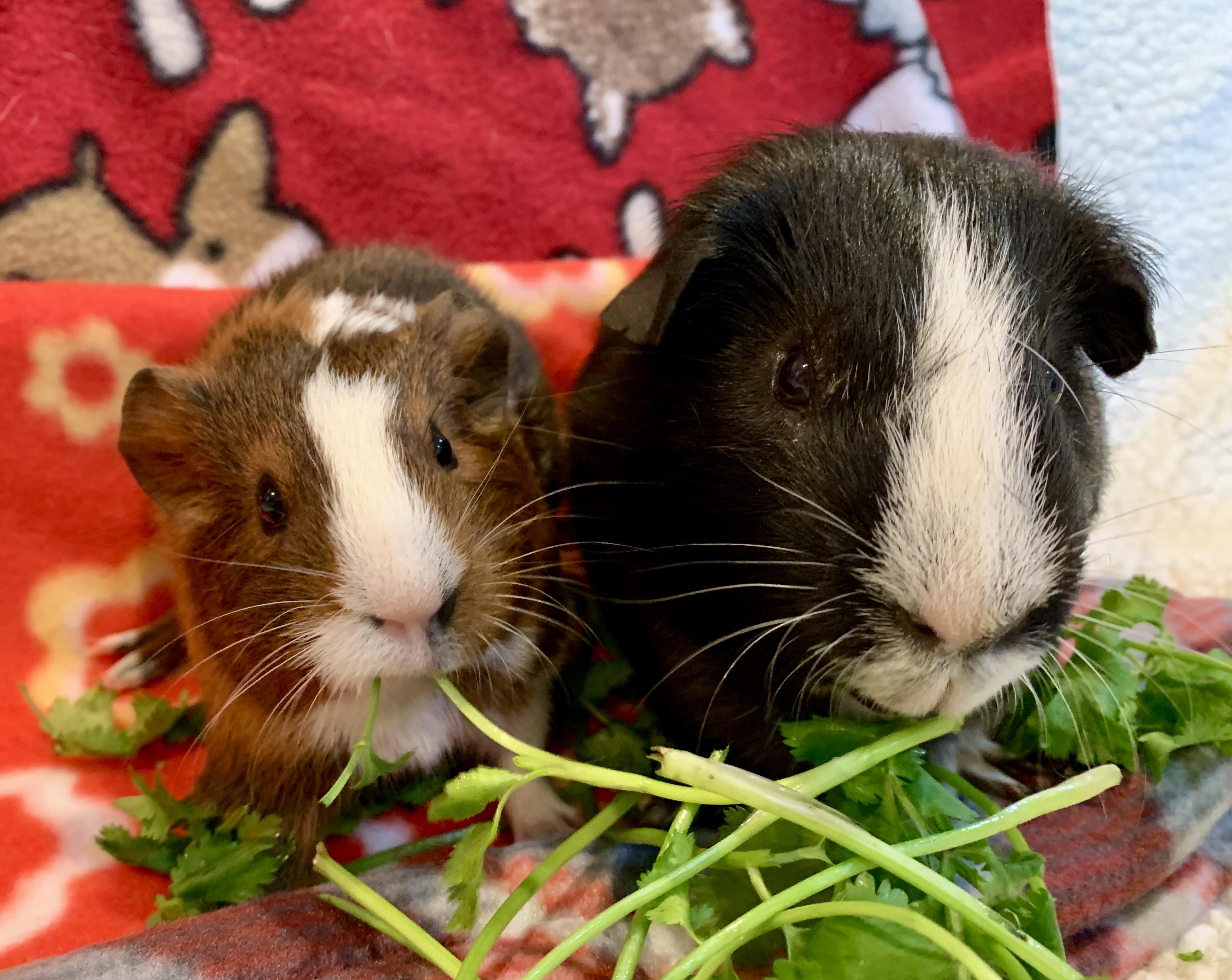 Rufio and Peter Pan, Young Male Guinea Pig