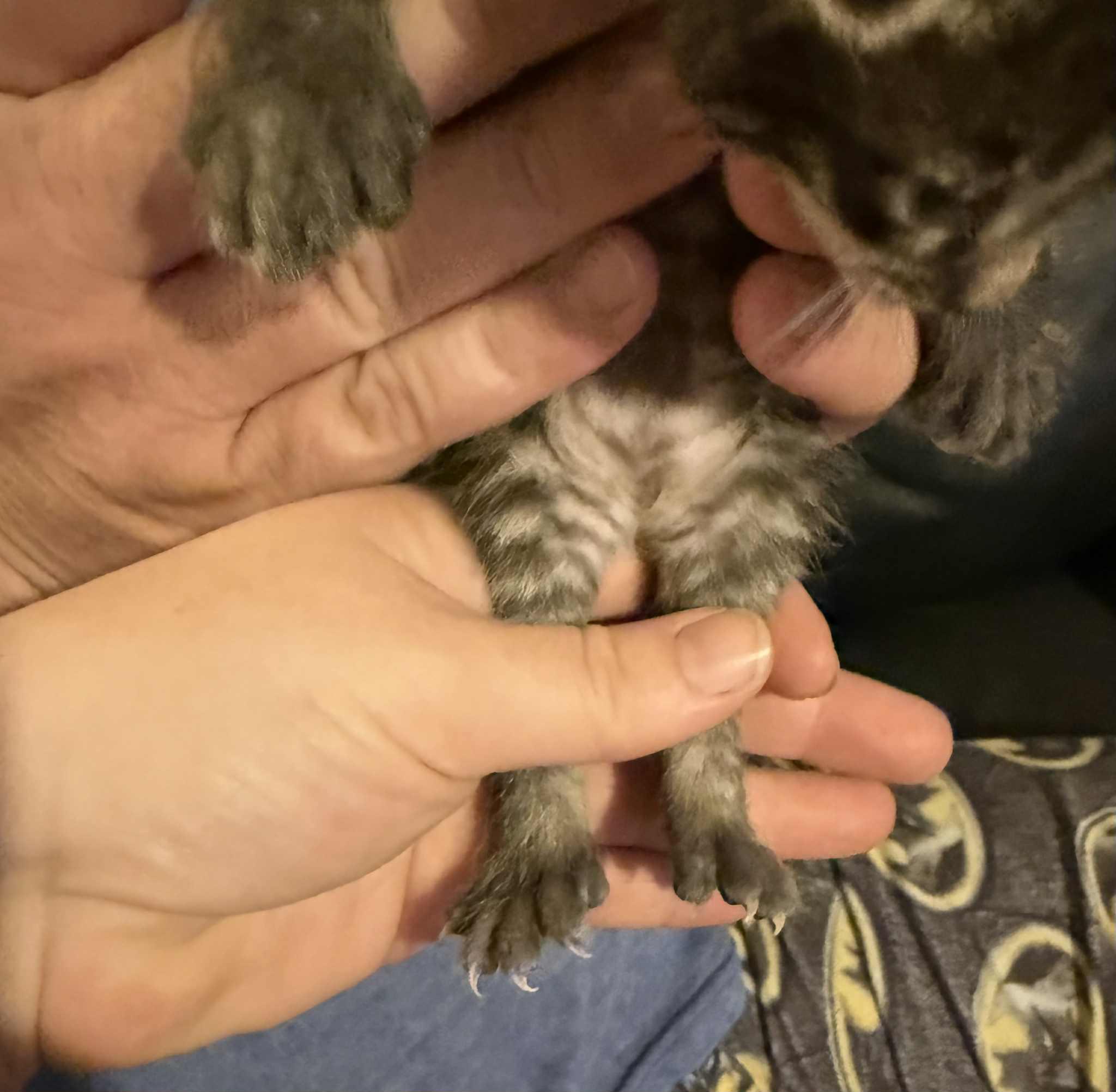 Spider-Boy, a Adoptable Extra-Toes Cat / Hemingway Polydactyl in Inez, KY image 1/4