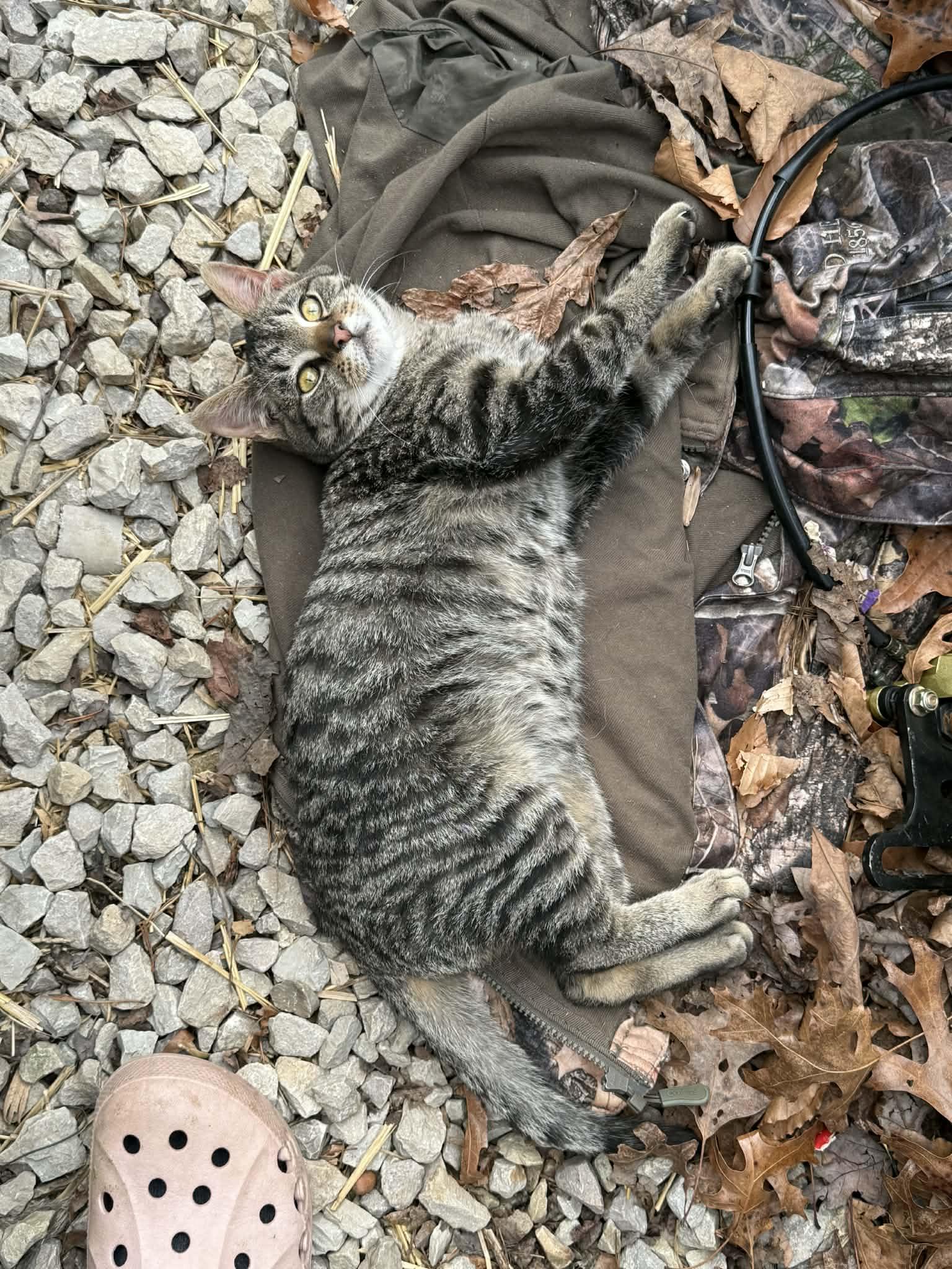 Enlarge Spider-Boy, a Adoptable Extra-Toes Cat / Hemingway Polydactyl in Inez, KY image 5/6