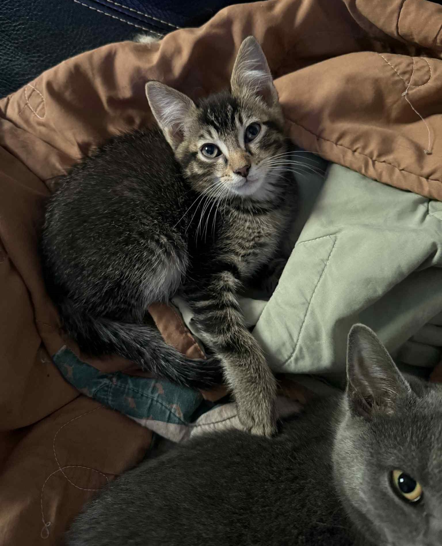 Spider-Boy, a Adoptable Extra-Toes Cat / Hemingway Polydactyl in Inez, KY image 3/4