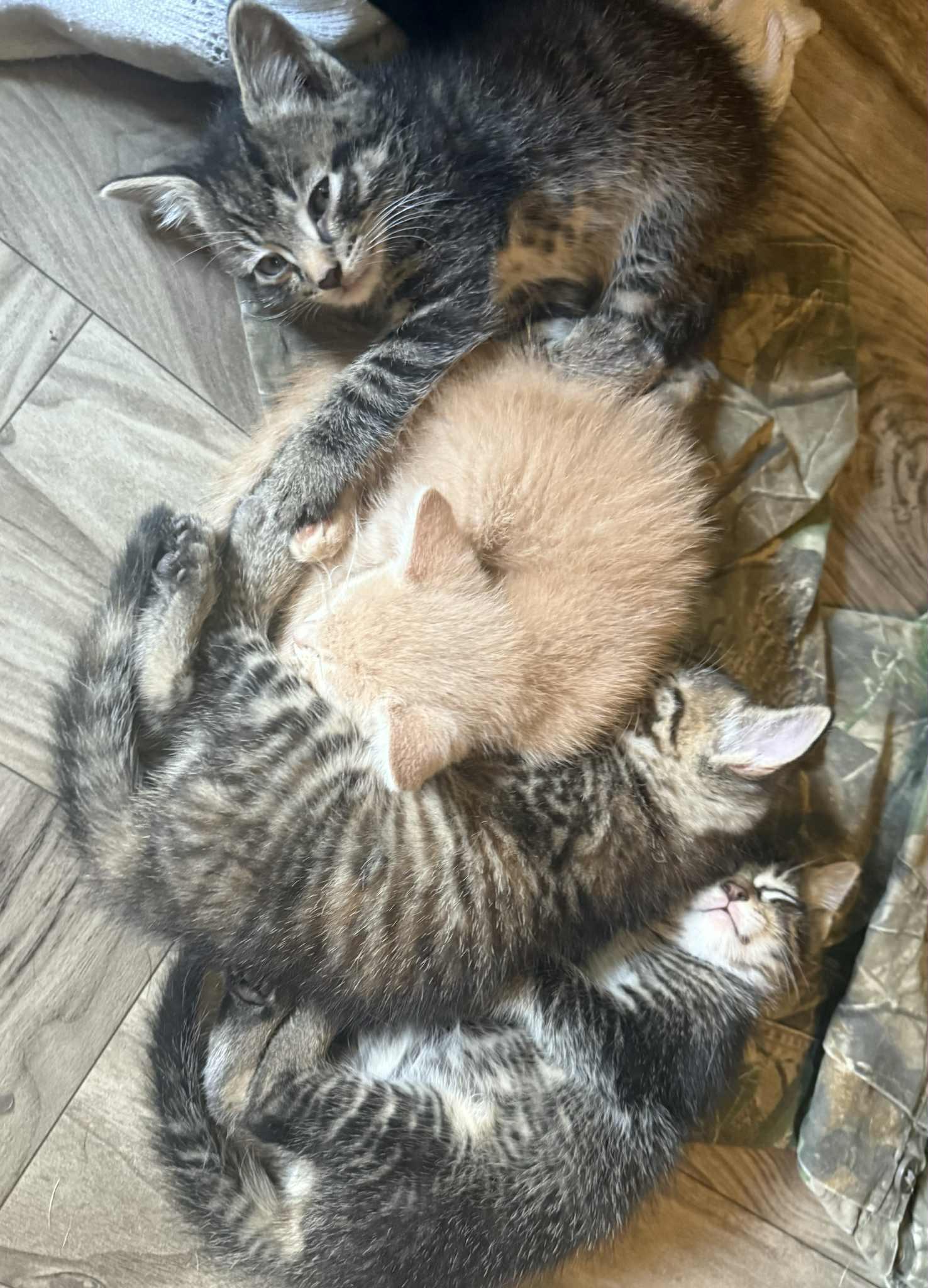 Spider-Boy, a Adoptable Extra-Toes Cat / Hemingway Polydactyl in Inez, KY image 4/4