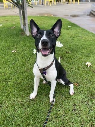 Kara, Adoptable, Young Female Bull Terrier & Mixed Breed.