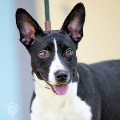Enlarge Kara, a Adoptable mixed breed in Honolulu, HI image 1/2