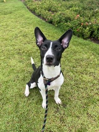 Kara, Adoptable, Young Female Bull Terrier & Mixed Breed.