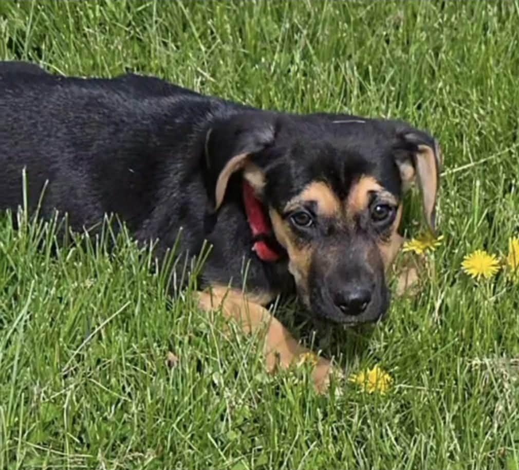 Lou, adopted, Puppy Female Hound & Belgian Shepherd / Malinois.