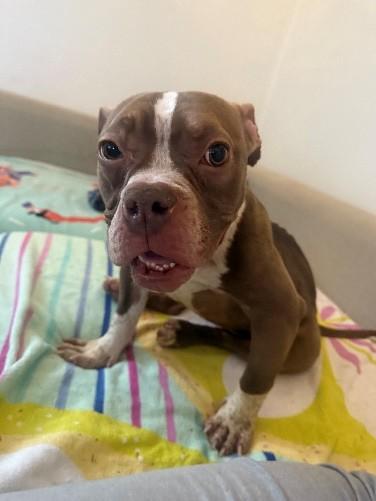 Cinnamon thumbnail 3