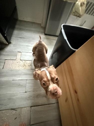 Cinnamon thumbnail 4