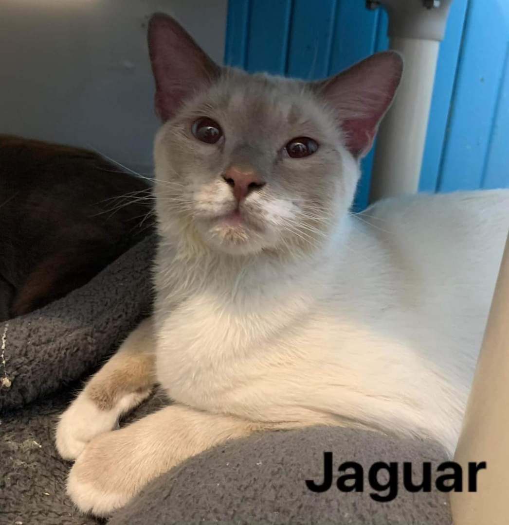Jaguar, an adopted Domestic Short Hair in Claremont, NH_image-1