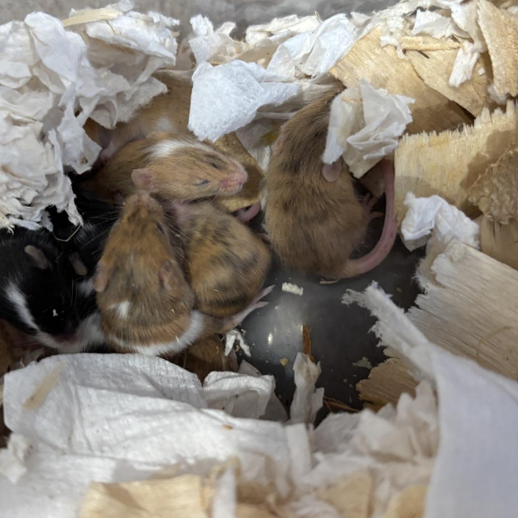 Female Mice, a Adoptable Mouse in Manchester, CT image 1/6