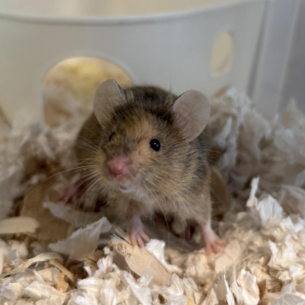 Female Mice, a Adoptable Mouse in Manchester, CT image 2/6
