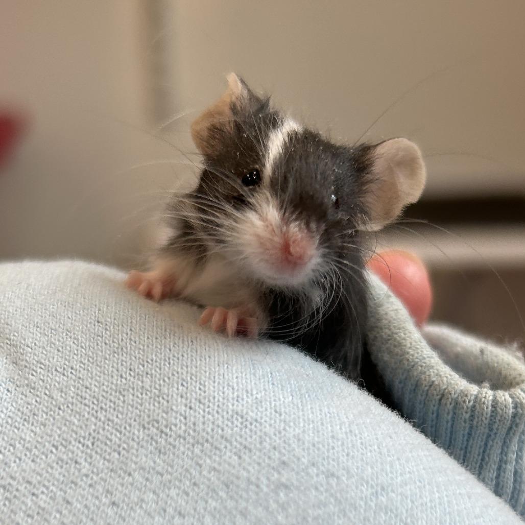 Female Mice, a Adoptable Mouse in Manchester, CT image 3/6