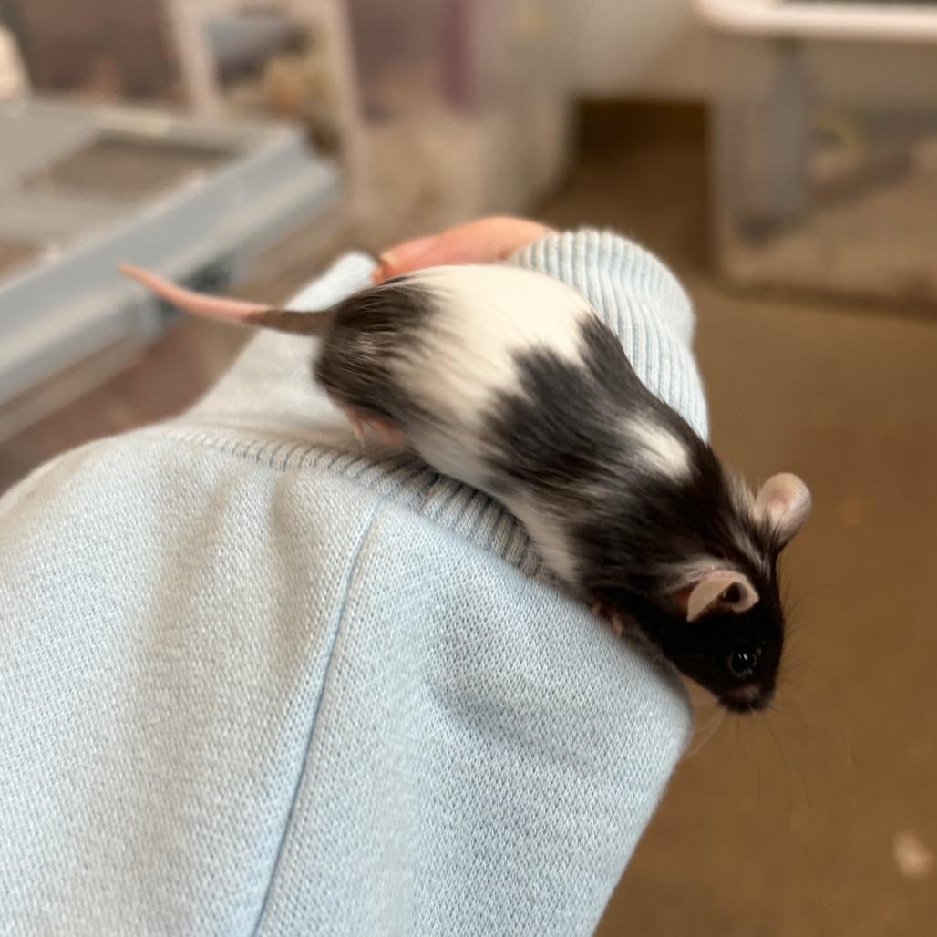 Female Mice, a Adoptable Mouse in Manchester, CT image 5/6