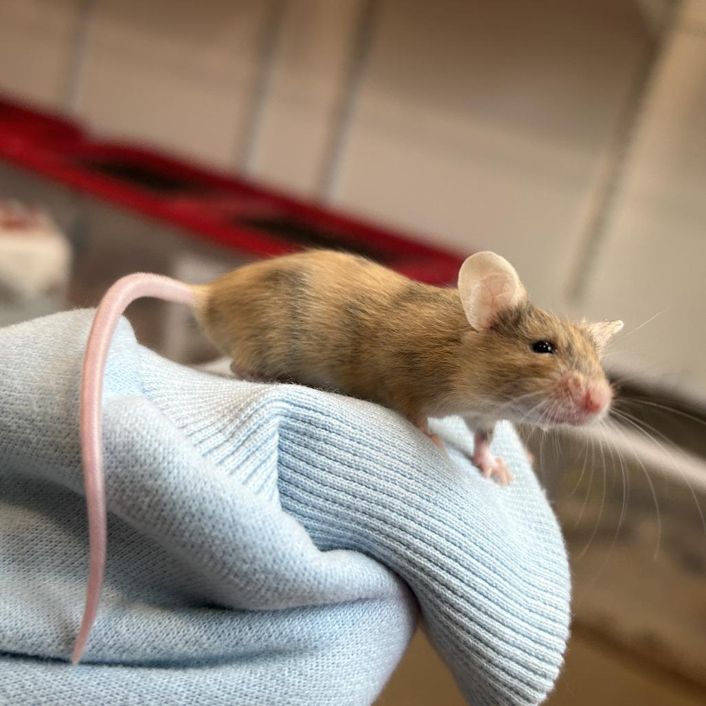Female Mice, a Adoptable Mouse in Manchester, CT image 6/6