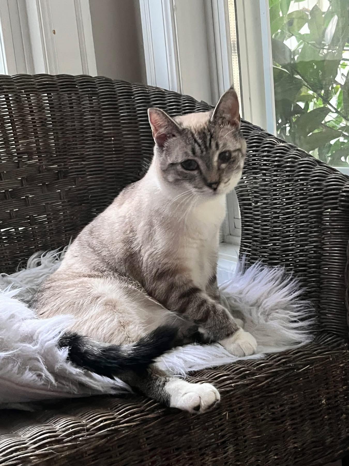 Hazel, ADOPTABLE, Young Female Domestic Short Hair.