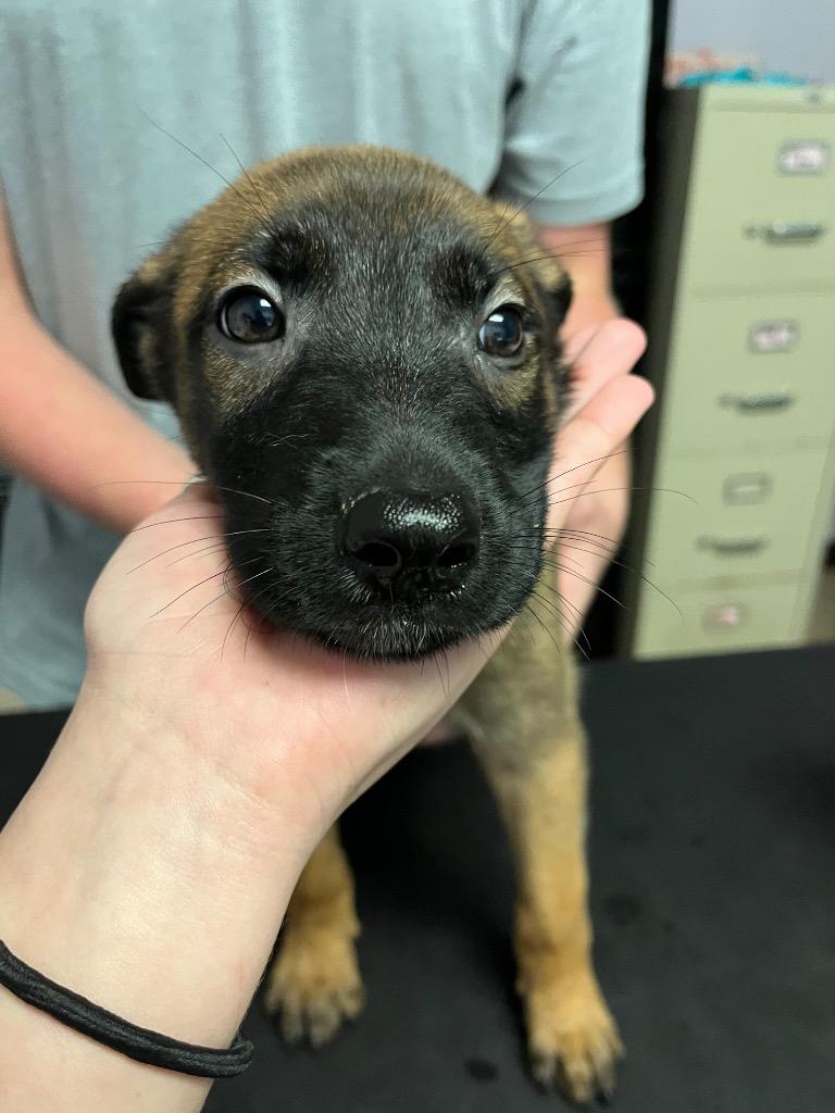 Lara Croft(Wood White), Adoptable, Puppy Female German Shepherd Dog.