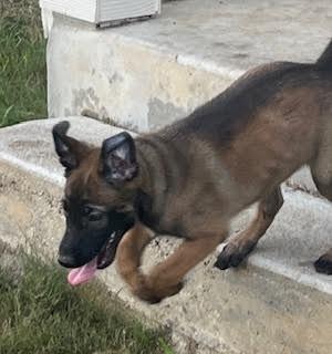 Enlarge Lara Croft(Wood White), a Adoptable German Shepherd Dog in New Braunfels, TX image 2/5