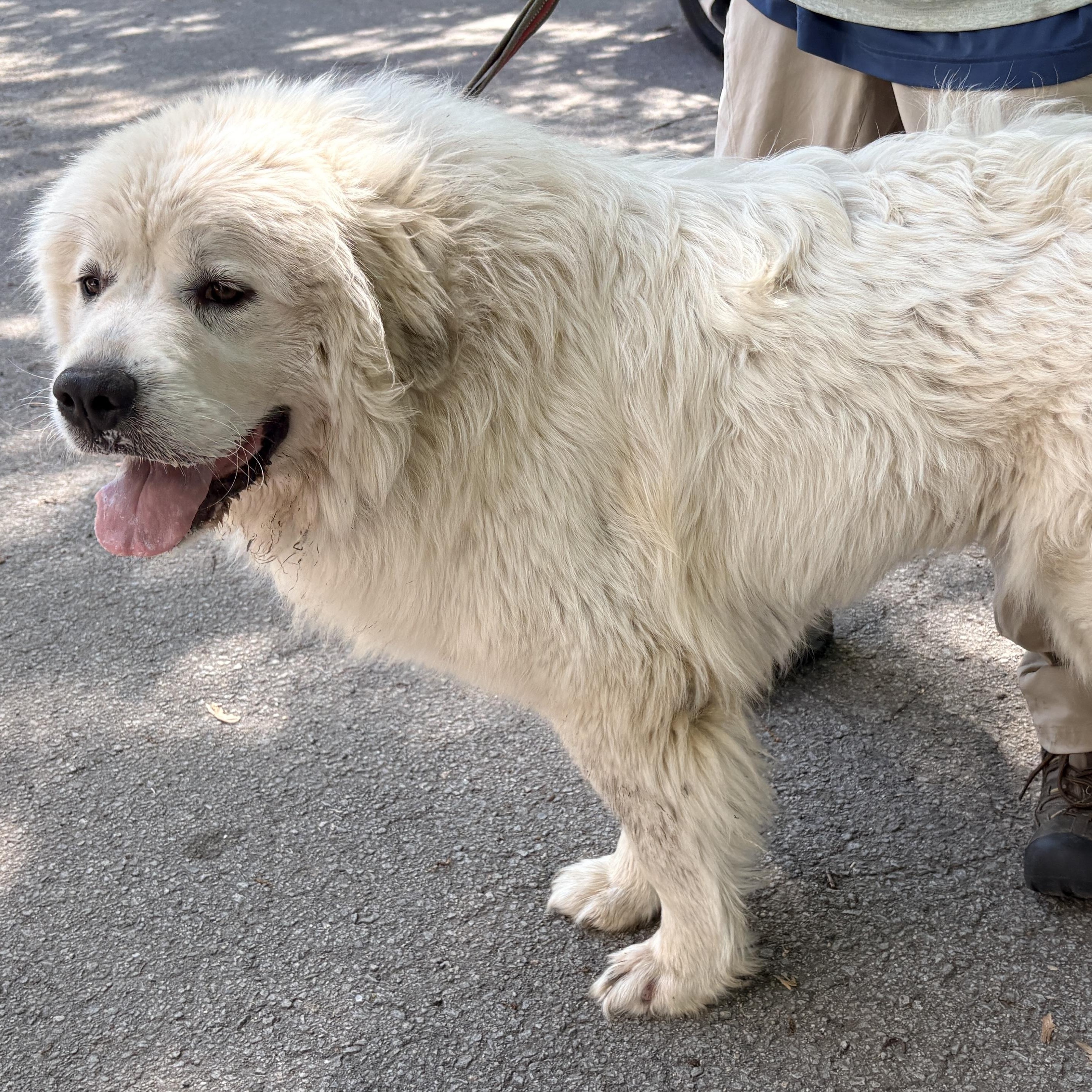 Enlarge Thelma - New to Rescue - Foster needed, a ADOPTABLE Great Pyrenees in Indianapolis, IN image 4/6