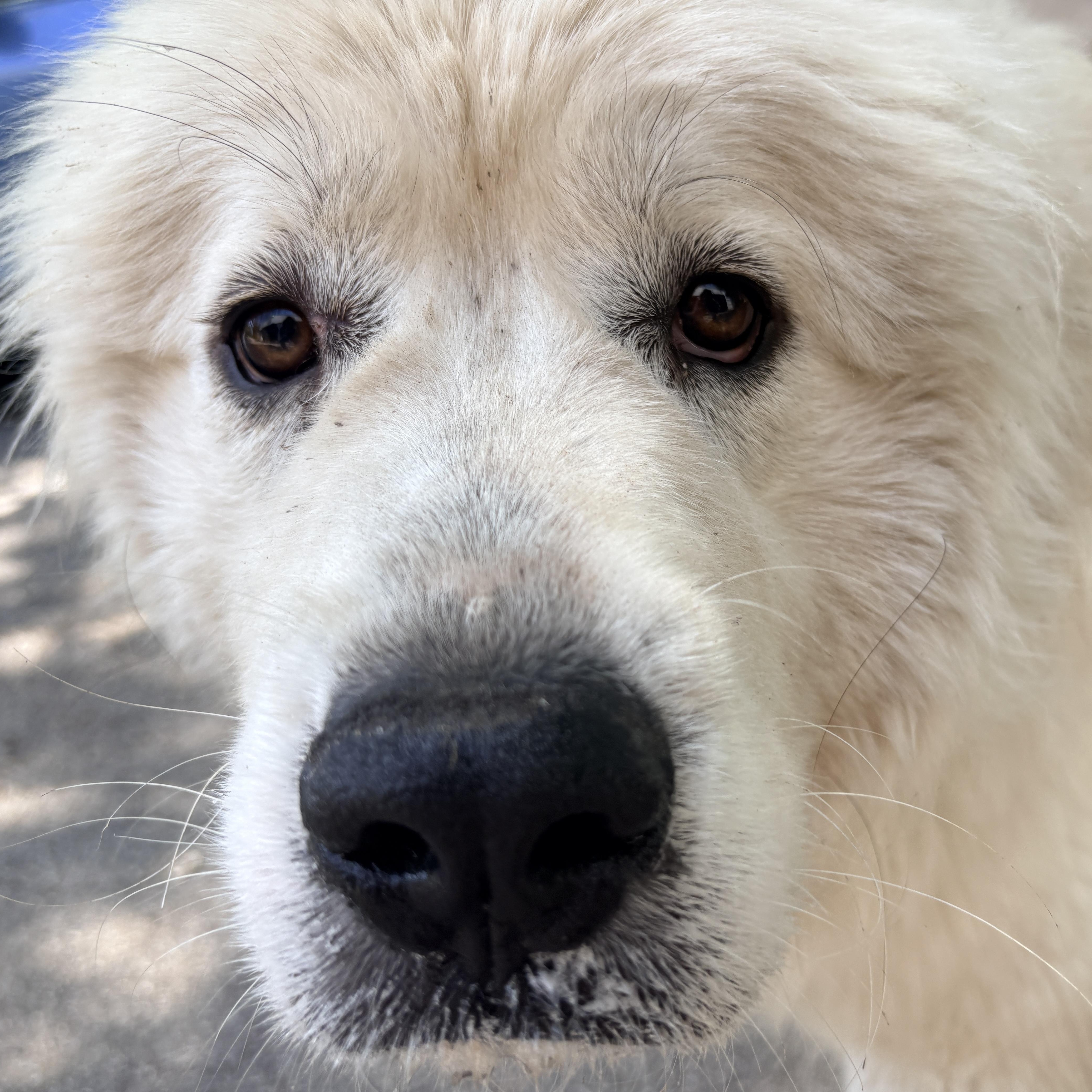Enlarge Thelma - New to Rescue - Foster needed, a ADOPTABLE Great Pyrenees in Indianapolis, IN image 2/6