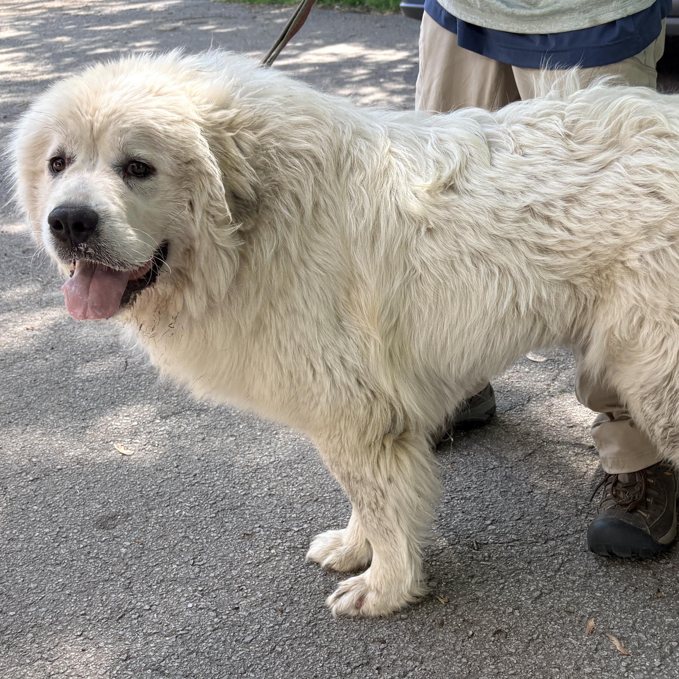Enlarge Thelma - New to Rescue - Foster needed, a ADOPTABLE Great Pyrenees in Indianapolis, IN image 5/6