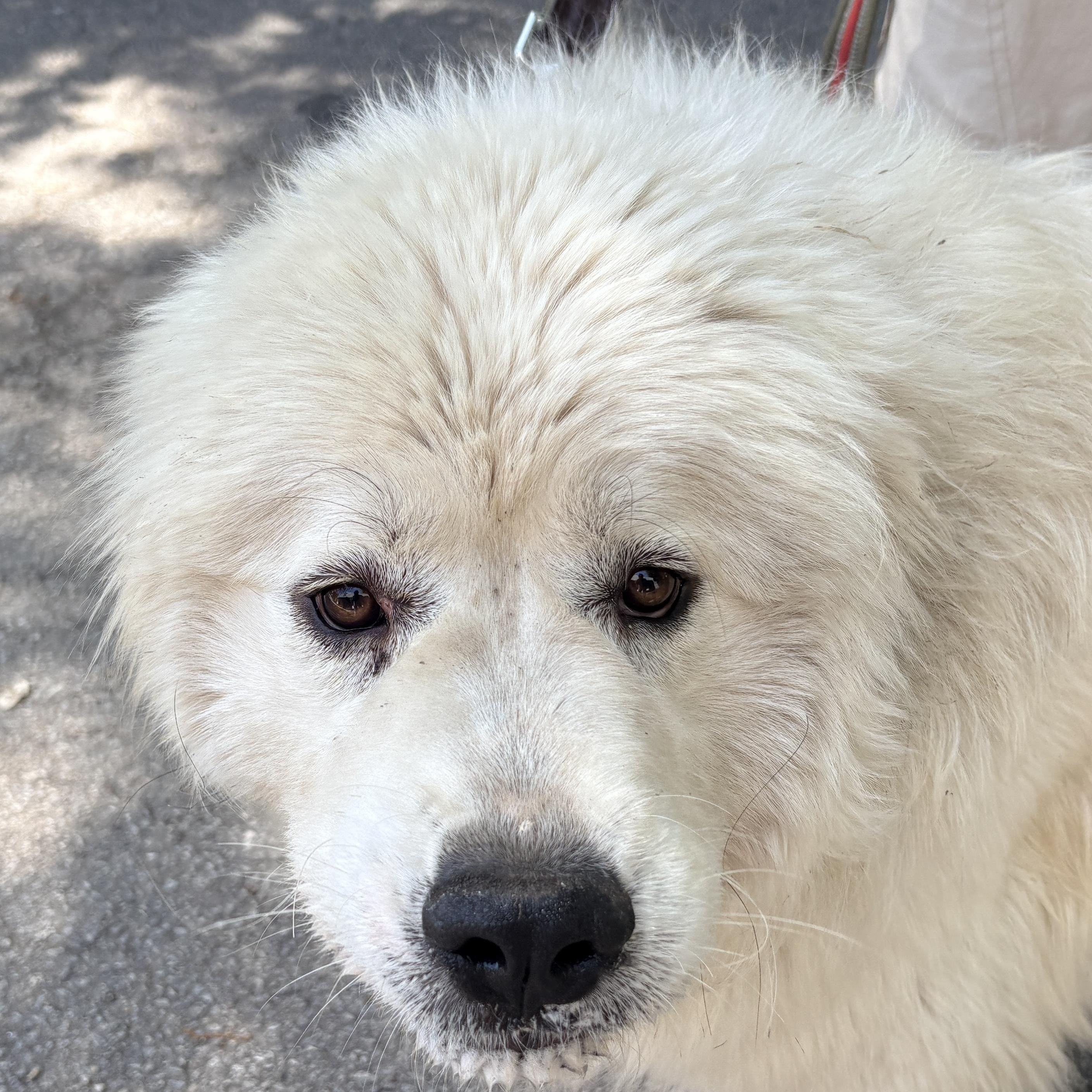 Enlarge Thelma - New to Rescue - Foster needed, a ADOPTABLE Great Pyrenees in Indianapolis, IN image 3/6